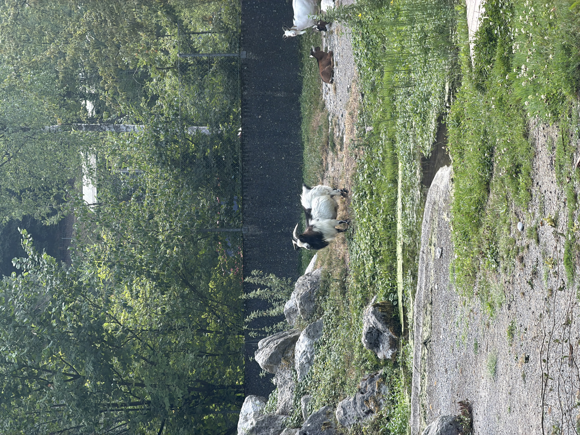 The image depicts an outdoor enclosure, likely a zoo or wildlife park, with several goats. A black and white goat with prominent horns and a beard stands in the center of the frame. To its right, a brown goat is lying down, and behind it, a white goat stands alert. Further to the right and slightly in the background, another goat is partially visible. The enclosure features rocky terrain on the left, with large grey boulders and lush green vegetation. A small body of water with lily pads is present in the foreground, surrounded by grass and gravel paths. In the background, a dark concrete wall with a chain-link fence runs horizontally, separating the enclosure from a densely wooded area with trees. The overall setting suggests a naturalistic habitat designed for the animals.