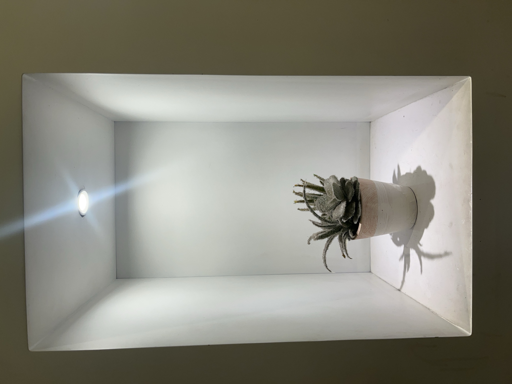 A pot of air plants sits inside of a bright white shelf box with a spotlight on the left side. The pot is light brown with a white section at the top. The shadow of the plants is visible on the right wall of the box. The background is a neutral shade. Location is South Tangerang, Indonesia.