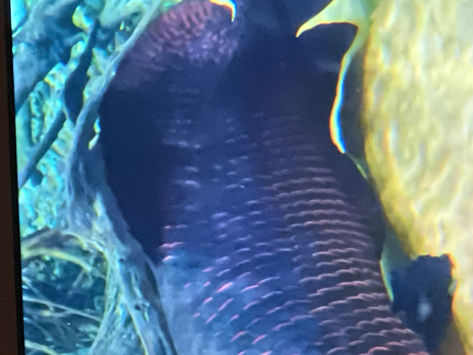 This is a close-up, slightly blurry, horizontally oriented image of a large, dark-colored fish swimming in an aquarium. The fish's body is predominantly a deep blue or purple hue, with subtle vertical lines or scales highlighted by pinkish or reddish hues. Some lighter spots are also visible on its flank. The background consists of aquatic vegetation, including what appear to be branches or roots submerged in blue and green water. The bottom of the aquarium is covered in yellow substrate. There are also some iridescent, rainbow-like light reflections visible on the lower part of the fish and in the water.
The image does not contain any information that would allow for the determination of a specific location in the city of Casablanca, Morocco. It is an underwater scene within an aquarium.
