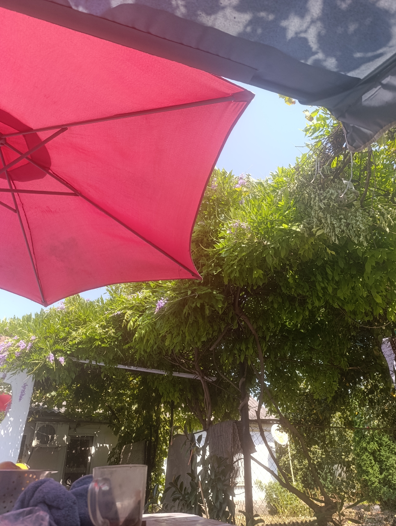 This is a close-up, eye-level outdoor photograph taken in Zaliznyi, Russia, on a sunny day. The scene is dominated by a large, bright pink umbrella positioned in the foreground, angled to cover a portion of the frame. Behind the umbrella, lush green foliage from trees and vines is visible, with small clusters of purple flowers interspersed within the leaves. The sky above is a clear, pale blue. The background shows parts of buildings with an air conditioning unit on one, a chain-link fence, and more greenery. In the lower portion of the image, a table is visible with a glass containing a dark liquid, a blue cloth, and a metal colander holding some fruit. The lighting suggests it is daytime.