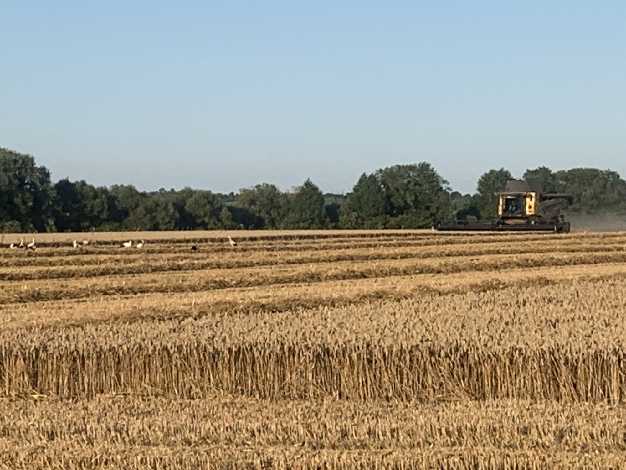 The image depicts a combine harvester in operation in a wheat field. The combine, which is yellow and dark, is positioned in the mid-ground to the right of the frame, actively harvesting the crop. Several white birds, possibly storks, are visible in the background of the field on the left side. The field itself is divided into rows, with harvested and unharvested sections clearly delineated. A line of trees forms the backdrop against a clear blue sky. The overall scene suggests agricultural activity in a rural setting.