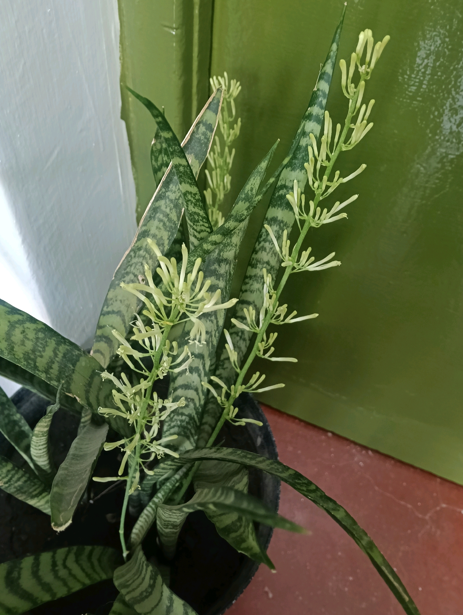 A snake plant (Sansevieria trifasciata) with multiple blooms is captured in a close-up shot. The plant, potted in black plastic, is positioned near a textured white wall on the left and a smooth, glossy green wall or door on the right. The floor beneath the plant appears to be a reddish-brown tiled surface. The snake plant's characteristic stiff, sword-like leaves are visible, variegated with dark green stripes. Delicate, pale green, tubular flowers are arranged in a spike-like inflorescence emerging from the center of the plant. The lighting suggests it is daytime. The image does not contain any people or indications of specific actions or interactions. The setting appears to be indoors, possibly a residential or office space in Nairobi, Kenya, given the presence of a plant and typical interior elements.