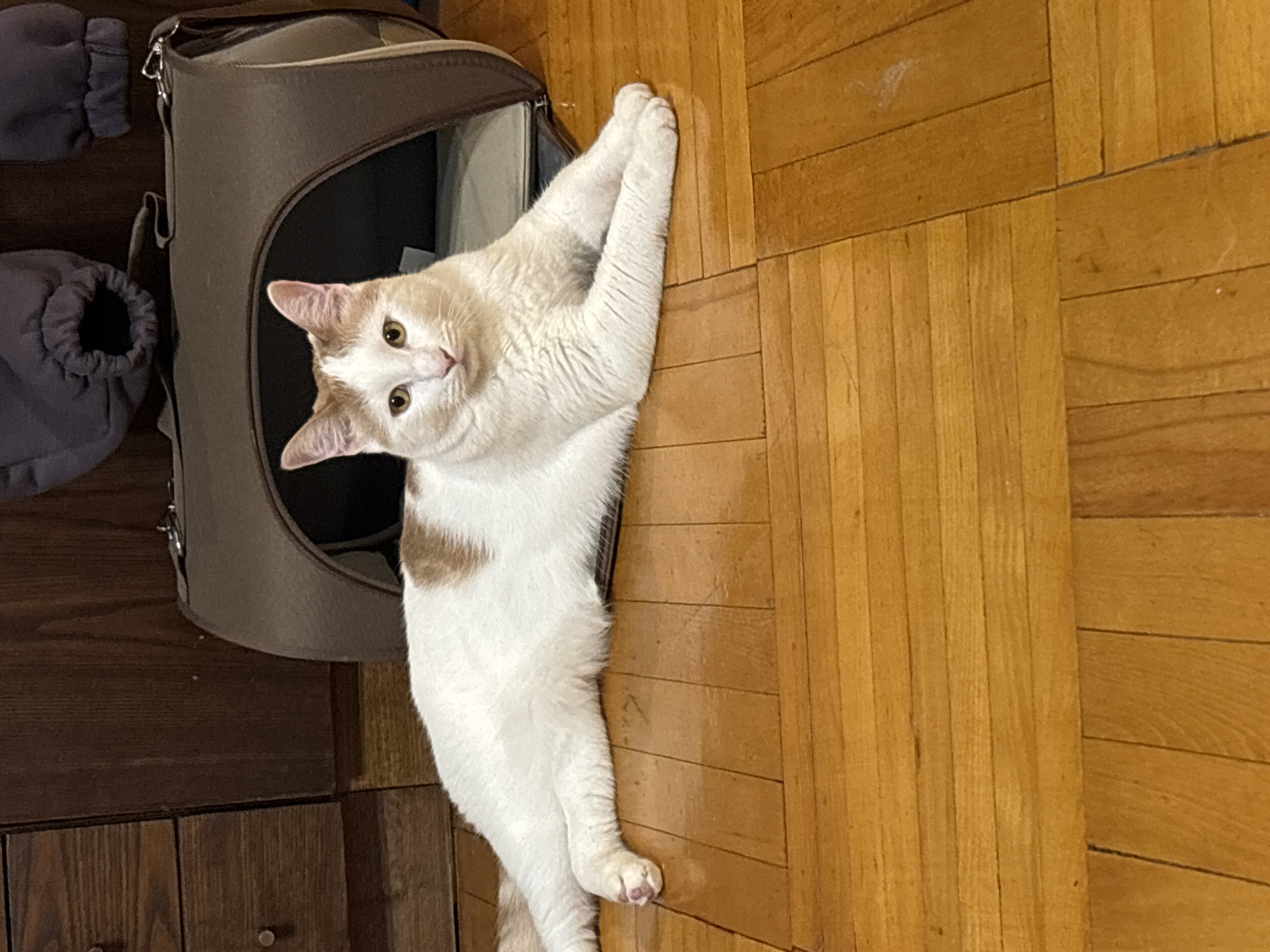 A white and tan cat is lying on a wooden floor. The cat is positioned on its side with its front paws extended forward. Behind the cat, a brown pet carrier is visible. The cat has light brown fur markings on its head and back. The floor appears to be made of polished hardwood planks arranged in a parquet pattern. In the background, there is a dark wooden dresser or cabinet. There are also two dark gray puffy garments hanging behind the pet carrier. The lighting suggests an indoor environment. The specific location in the city of Unknown, Russia is not discernible from the image.