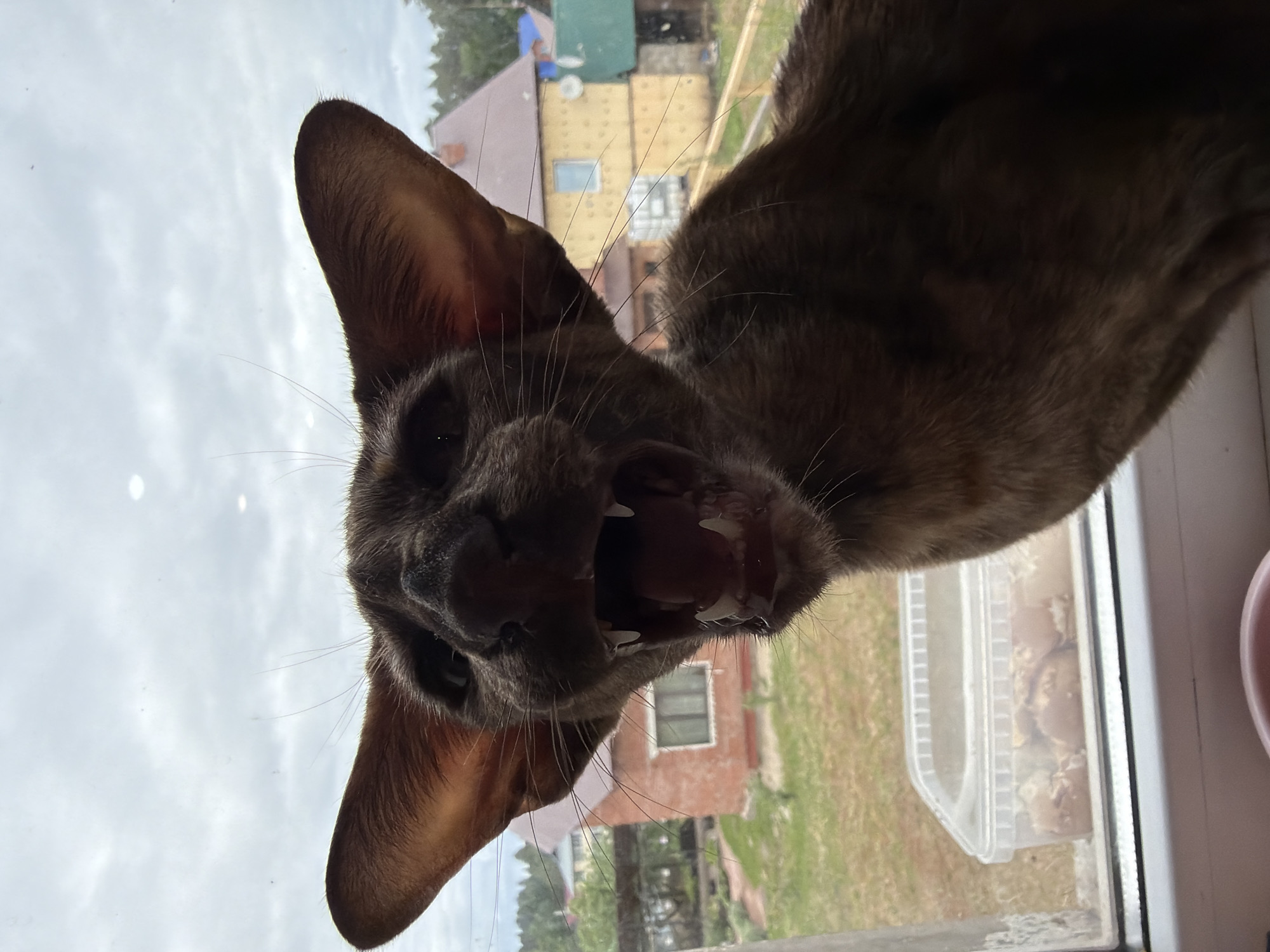 An angry brown cat with large ears is looking down at the viewer and baring its teeth. It appears to be on the other side of a window, as a cityscape of Chaikovsky, Russia is visible behind it. There are buildings and trees visible in the background. A plastic food container is on the window sill.