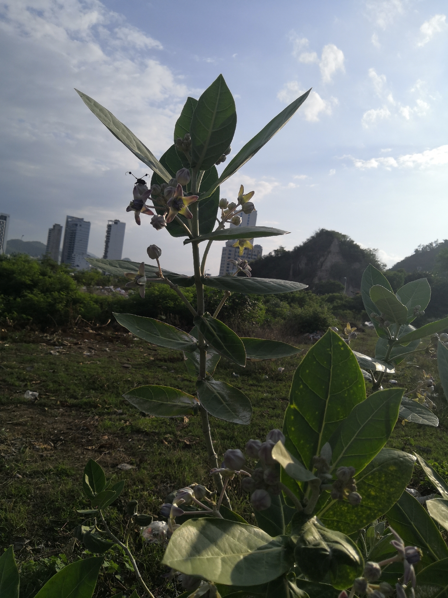This image presents a detailed view of a Calotropis gigantea plant, positioned centrally in the foreground, within Bac Nha Trang Ward, Vietnam. The plant exhibits large, thick, grayish-green leaves with visible venation, oriented upwards. Clusters of star-shaped flowers and buds are distributed along its stems. The open flowers are five-pointed, displaying a purple-gray or faint lilac coloration with yellow-cream centers. An insect, dark-bodied with discernible antennae, is observed resting on one of the flowers in the upper left portion of the central plant.
The background comprises a predominantly clear, light blue sky with scattered white cumulus clouds, particularly dense on the left and clearing towards the right. In the middle-ground on the left, several modern, light-colored high-rise buildings with multiple windows are visible, indicating urban development. To the right, a significant, dark green, rugged mountain or hill rises against the horizon. The ground in the foreground and mid-ground consists of an unkempt area with patches of green grass, exposed brown earth, and scattered light-colored debris. Additional foliage and parts of another similar plant are visible in the lower right, framing the scene. The lighting suggests daytime conditions, with direct illumination from the right.