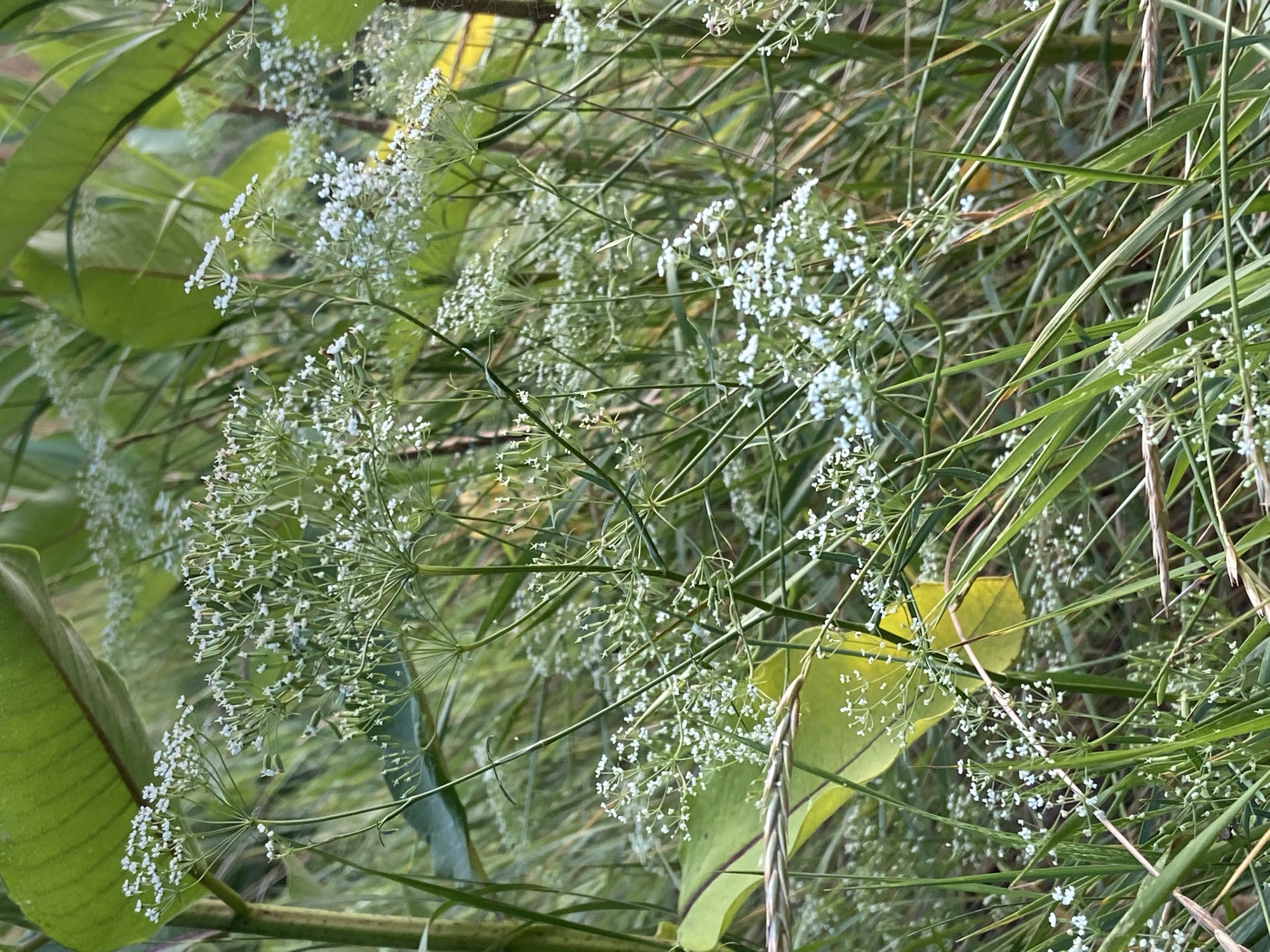 The image shows a close-up view of a dense patch of wildflowers with delicate white blossoms, set against a backdrop of green foliage and grasses. The flowers are clustered on thin, branching stems, creating a feathery appearance. Some larger green leaves are visible in the upper left and center of the frame, and a section of what appears to be a barbed wire fence runs horizontally across the lower left portion of the image. The lighting suggests it is daytime, possibly outdoors in a natural setting. No people or specific city locations are discernible.