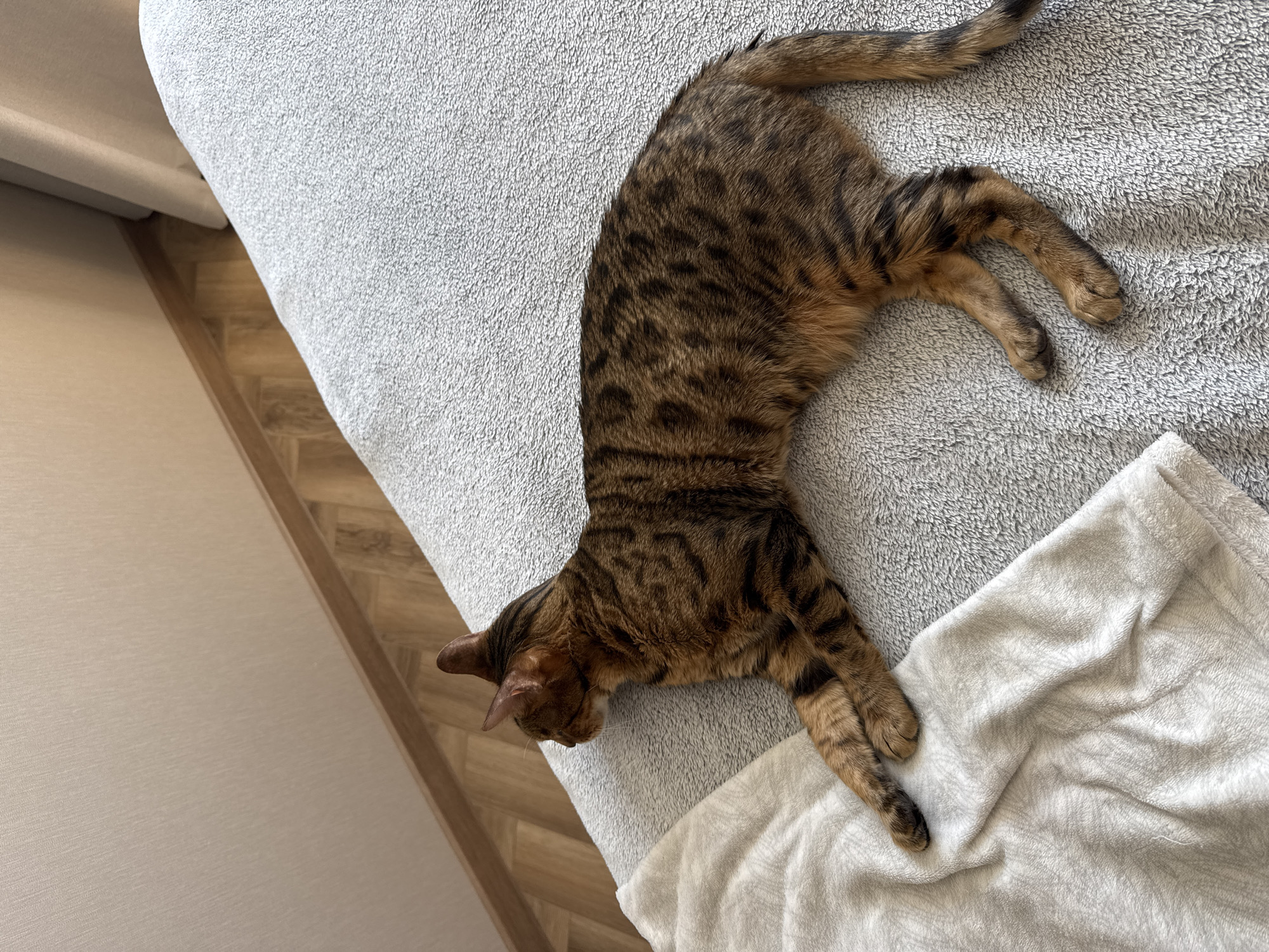 A brown spotted tabby cat lies on its side on a grey textured surface. The cat extends its legs and tail. A white blanket is adjacent to the cat. The surface appears to be a bed, situated near a beige wall and a herringbone pattern floor. The location is Unknown, Unknown.
