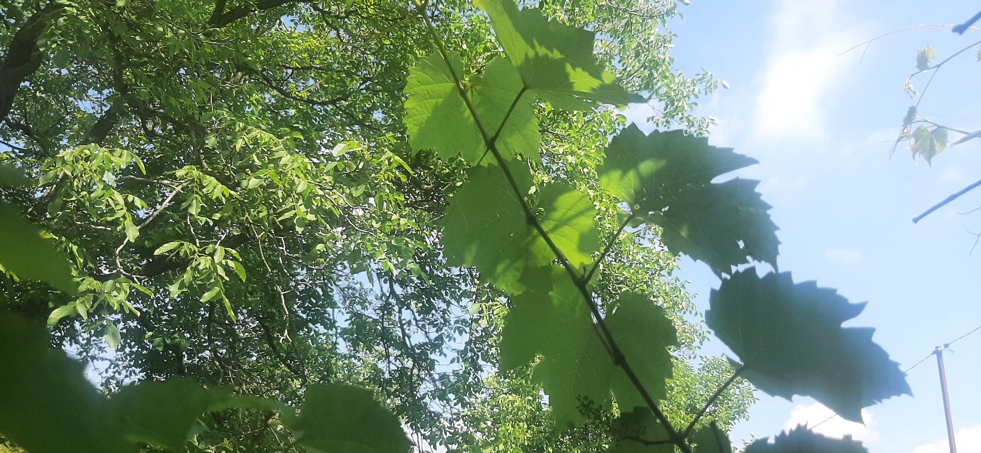 This image shows a low-angle view of leafy branches against a bright blue sky with scattered white clouds. In the foreground, large green grape leaves are prominent, with their serrated edges casting shadows. Behind them, a dense canopy of smaller green leaves from another tree is visible. The scene appears to be outdoors, possibly in a park or garden, with hints of telephone wires and a utility pole in the far right background, suggesting an urban or semi-urban setting. The lighting indicates it is daytime, likely sunny. There are no people or animals visible in the image. Based on the provided crops, the location is identified as Yessentukskaya, Russia.