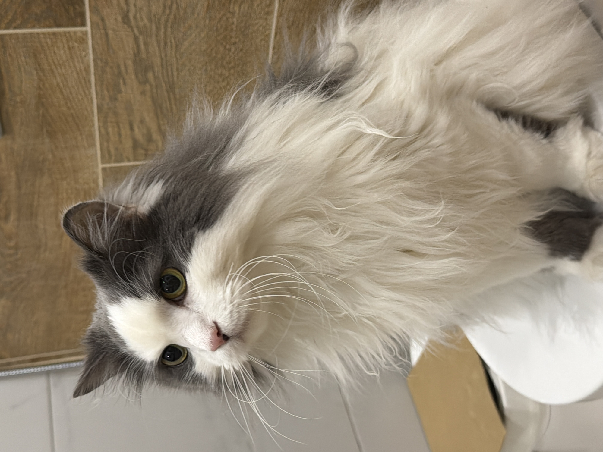 A long-haired cat with grey and white fur and green eyes is lying on a surface. The cat's head is tilted towards the viewer. The background includes beige, wooden-patterned flooring and part of a white, possibly ceramic, object (perhaps a toilet). The scene is indoors. There is no information about this image being in Chaikovsky, Russia.