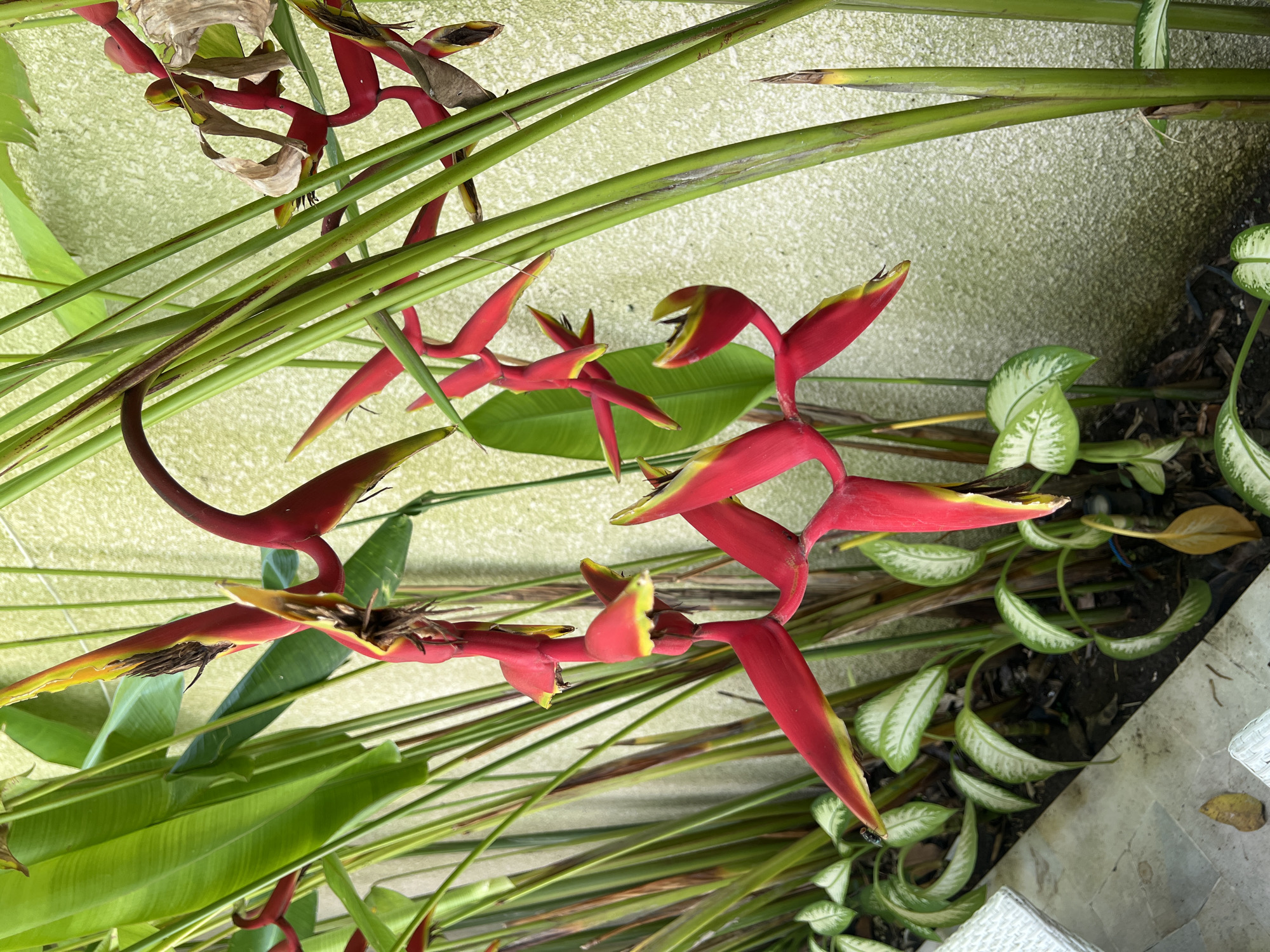 The image presents a close-up view of a Heliconia plant, likely Heliconia psittacorum, identifiable by its bright red and yellow bracts, set against a backdrop of greenery and a textured wall. The plant is accompanied by other foliage, including broad green leaves and variegated leaves with white edges. Some of the Heliconia bracts appear to be past their prime, with dried and browning edges. The location is consistent with an outdoor setting in Buduk, Indonesia, a tropical region where such plants thrive. There are no people visible in the frame. The scene conveys a natural setting, possibly a garden or courtyard, with the Heliconia plant as the focal point. The interaction is solely between the plants and the environment.