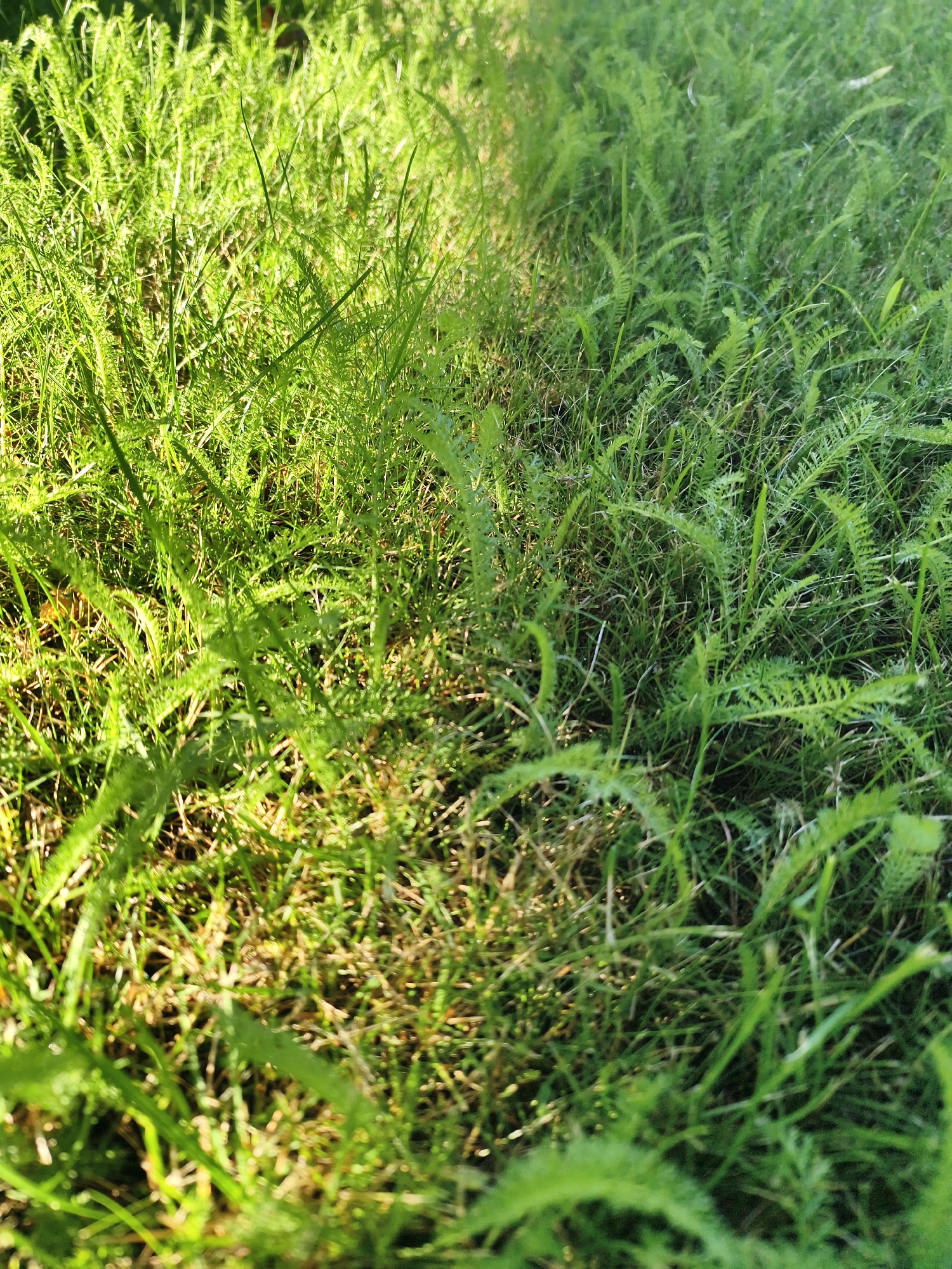 The image is a close-up, low-angle shot of lush green grass, likely a lawn or meadow, bathed in sunlight. The grass is varied in texture, with some blades appearing longer and feathery, while others are shorter and more typical of lawn grass. The sunlight creates dappled patterns and highlights on the vegetation, with a distinct division between a sunlit area on the left and a shadier area on the right. There are no people, animals, or man-made objects visible. The scene appears to be a natural outdoor environment. The image was taken in Tczew, Poland.