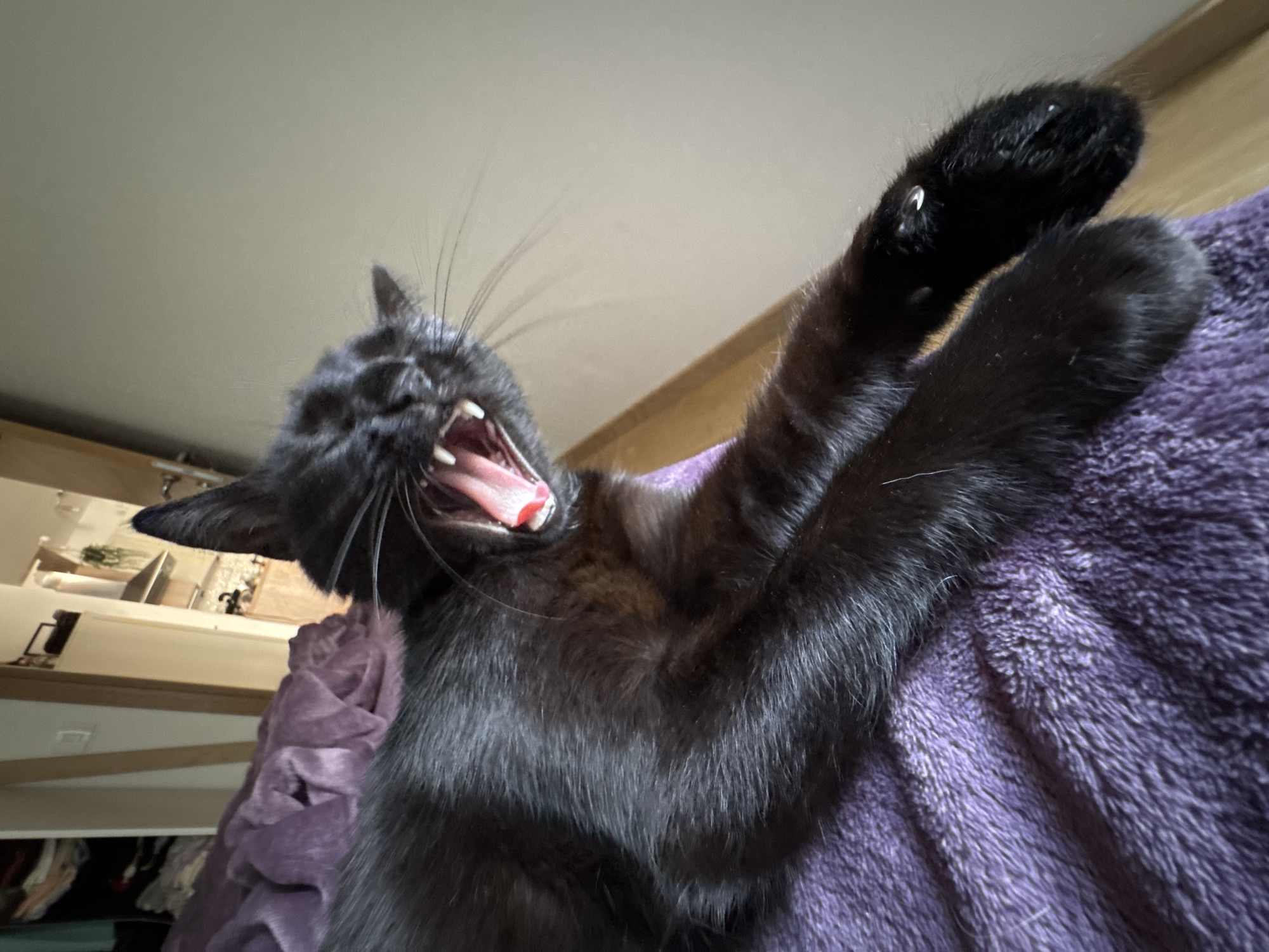 A black cat is lying on a purple, textured surface, possibly a blanket or throw. The cat is facing upwards with its mouth wide open, revealing its teeth and pink tongue, in what appears to be a yawn. The cat's right paw is raised above its head, with black fur and light-colored claws visible. The background includes a light-colored wall and part of a wooden structure or cabinet. The scene appears to be indoors, possibly in a bedroom or living area. The city and specific location are unknown.