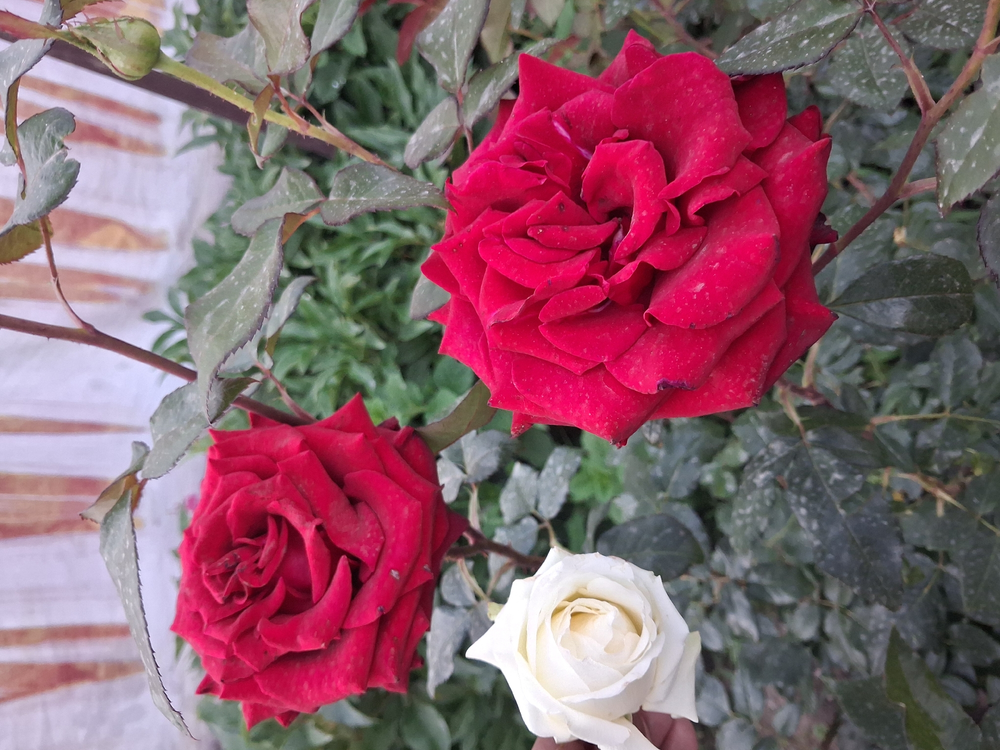 This is a close-up, eye-level, outdoor photograph of roses in what appears to be a garden or park setting. The background features a blurry, light-colored wall with vertical striped patterns. The foreground is dominated by several rose blooms. Two large, deep red roses are prominently featured, one to the left and slightly behind the other, and another to the right. A single white rose is positioned to the left of the red roses, partially obscuring its stem and being held by an unseen hand. The roses are on a plant with green leaves and thorny stems. A small green rosebud is visible on the upper right side of the image. The overall lighting suggests an overcast day. There is no indication of the specific location in Guldala, Kazakhstan beyond the general context of being outdoors with roses.