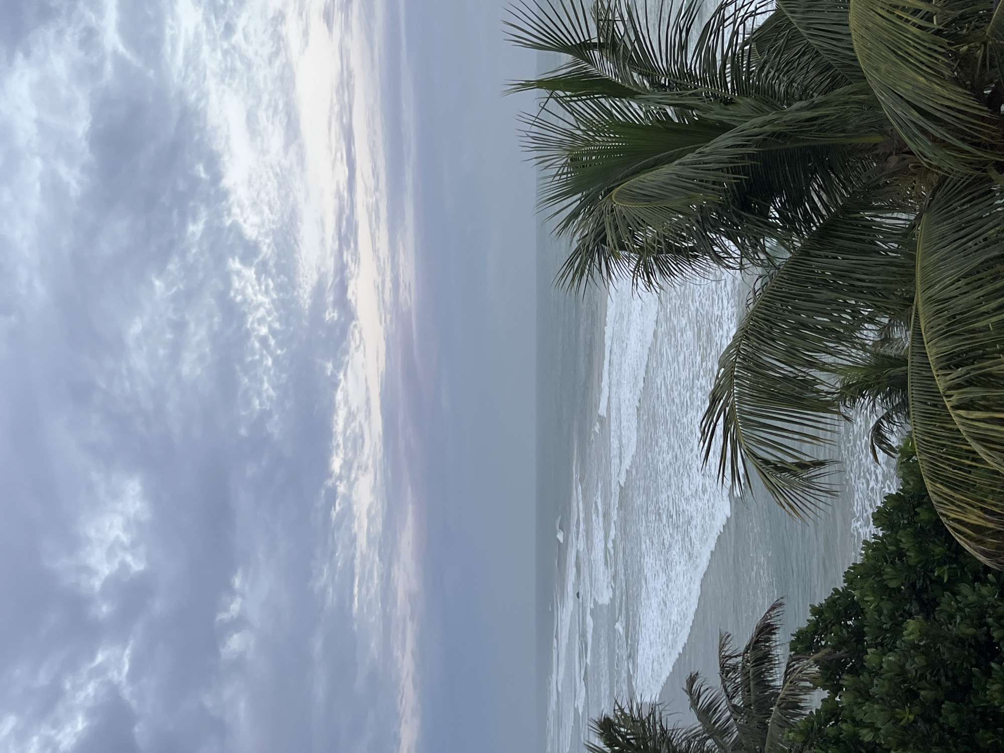 An overcast day is depicted at Kathaluwa beach, Sri Lanka. The sky is filled with textured, grey clouds, with subtle hints of pink and pale purple near the horizon. The sea is a muted grey-green, with moderate waves crashing onto the shore, creating white foam. In the foreground, the fronds of several palm trees, along with lush green foliage, frame the view of the ocean and sky. One dark, spherical object is visible in the ocean, approximately one-third of the way from the left edge of the image.