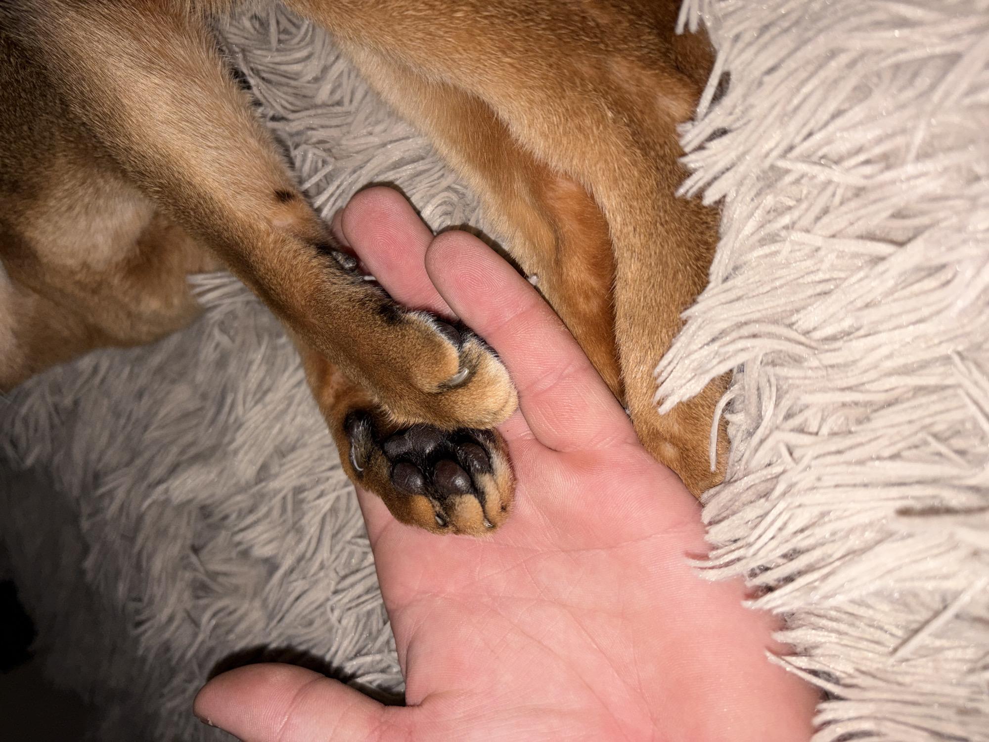 A close-up photograph displays a human left hand, palm upwards, holding the right front paw of a domestic animal, likely a canine. The animal's paw features dark-brown pads and visible, light-colored claws, with its leg covered in short, reddish-brown fur. The human hand shows light skin with visible palm creases. Both are resting on a light grey, shaggy, textured blanket or rug. The scene is illuminated by ambient, indirect light and takes place indoors, in Chaikovsky, Russia.