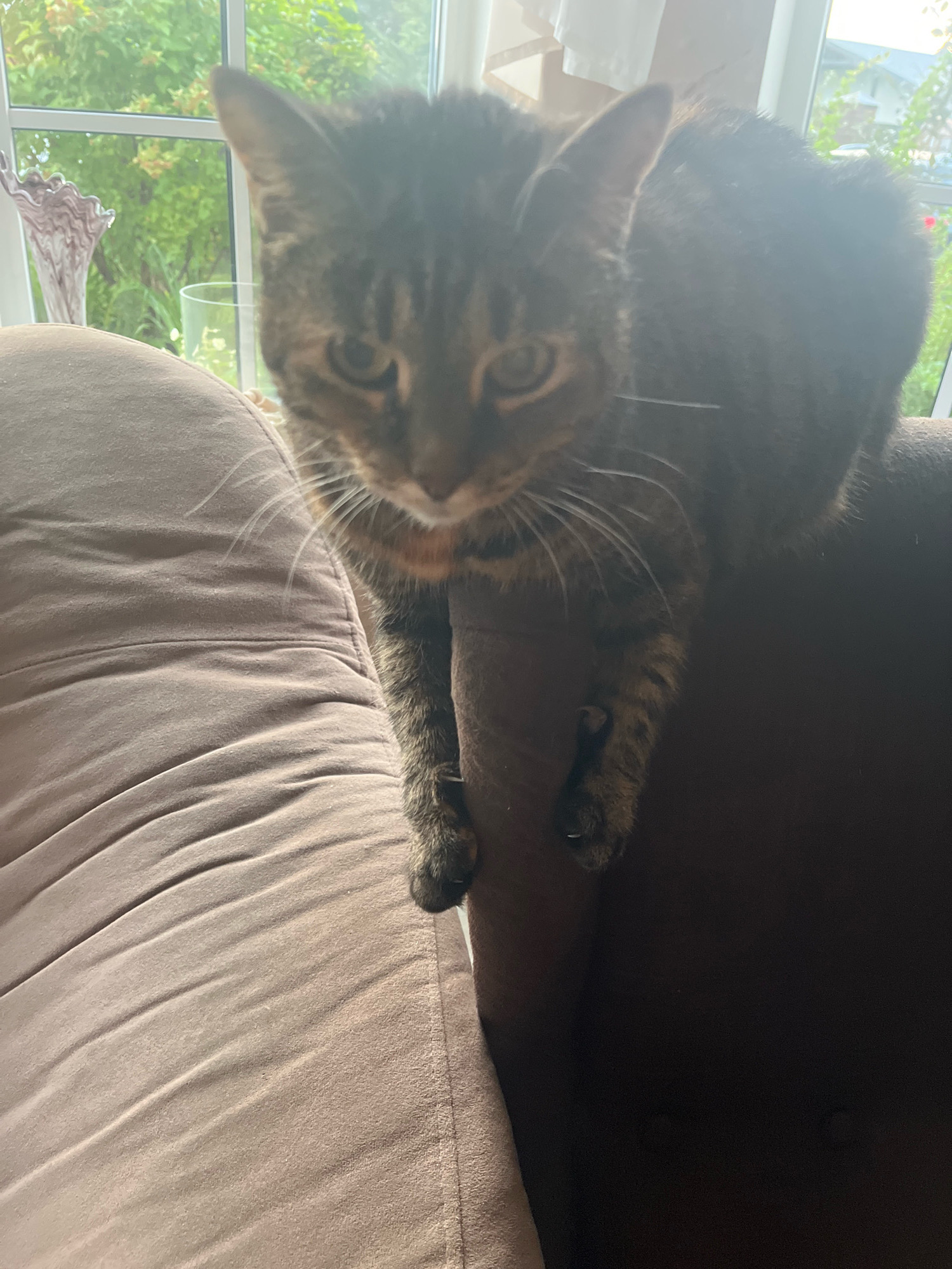 A tabby cat is perched on the arm of a brown sofa, its front paws dangling over the side. The cat is looking down, and its body is partially obscured by sunlight. In the background, a window reveals greenery and a portion of a house. The scene appears to be indoors, likely in a residential setting.