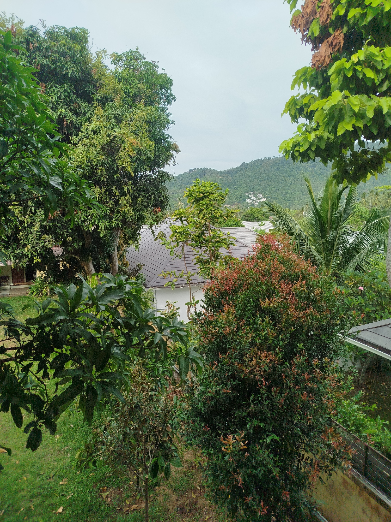 A view of lush green foliage frames a cluster of white buildings nestled on a verdant hillside under an overcast sky. In the foreground, a dense canopy of dark green leaves from large trees partially obscures the scene. To the right, a manicured bush with reddish-brown new growth stands out. Beyond this, a prominent palm tree with its characteristic fronds is visible. A dark-tiled roof of a building is partially visible in the middle ground, and further up the hill, a scattering of white structures with dark roofs are evident. The overall impression is one of a tropical residential area, likely Baan Lamai, Thailand, characterized by abundant vegetation and scattered housing amidst hilly terrain. The image is captured from a slightly elevated perspective, looking out over the landscape.