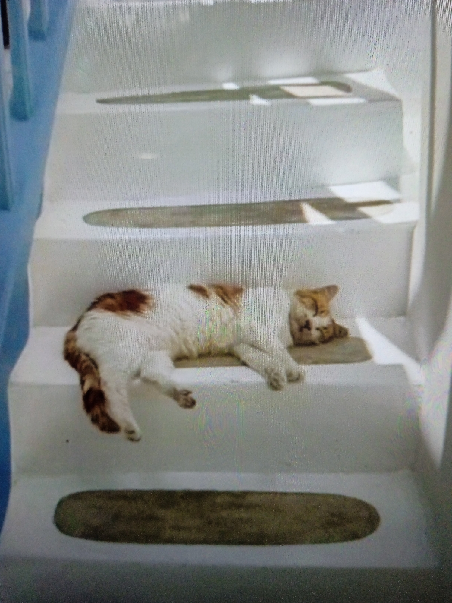 A domestic cat, predominantly white with patches of brown and orange fur, is sleeping on a white, outdoor staircase. The cat is lying on its side, with its head resting on a small, rectangular mat on one of the steps. Sunlight casts shadows on the staircase, indicating it is daytime. The staircase appears to be part of a building's exterior, possibly in a residential area or a public space. There is a blue element visible on the left side of the image, which could be part of a wall or railing. The image does not provide any specific details or context that would allow for identification of the location within the city of Chernivtsi, Ukraine.