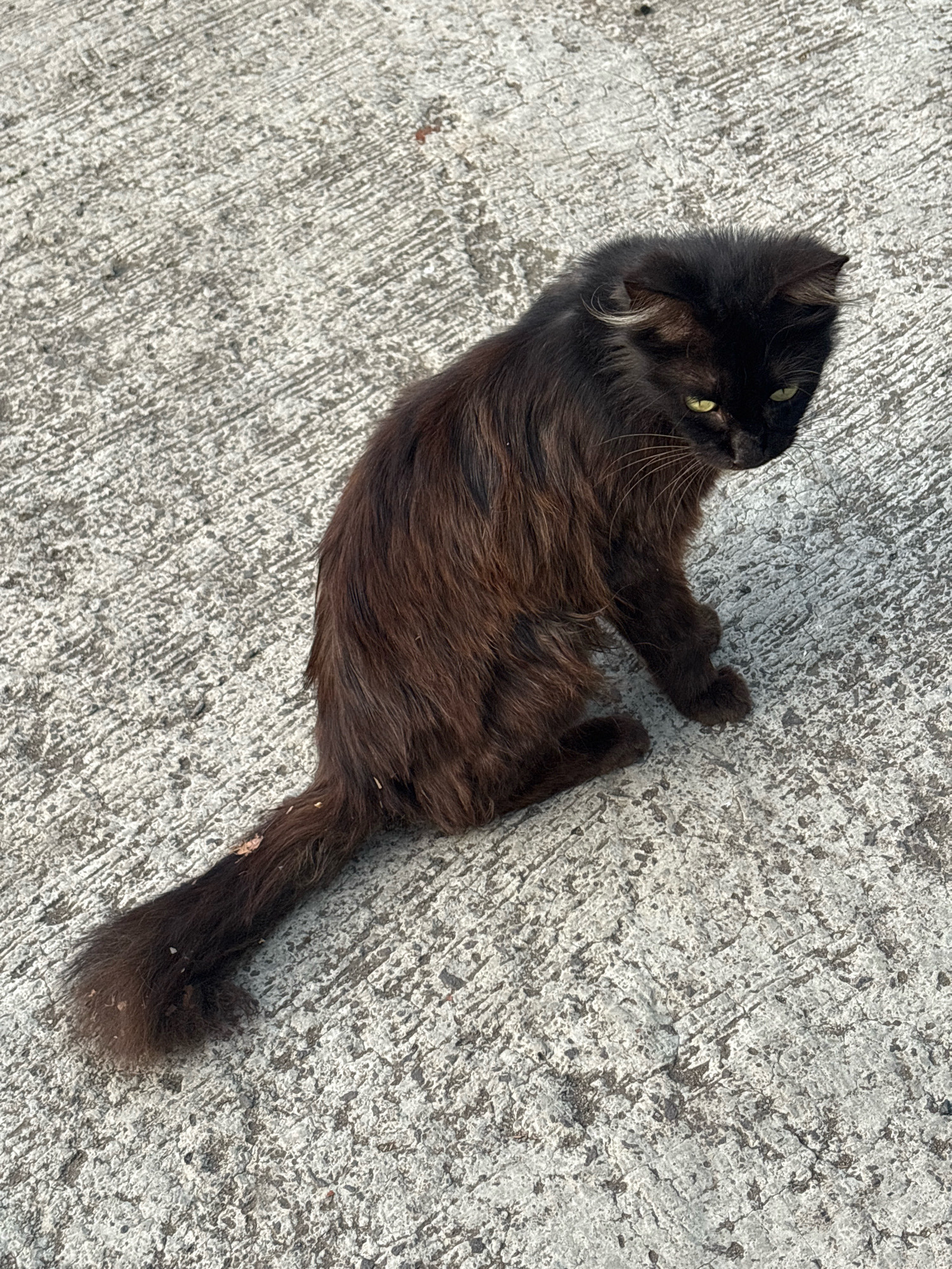 A black, long-haired cat is sitting on a textured concrete surface. The cat has green eyes and appears to be looking down. The concrete is light gray with a rough, patterned texture. The scene suggests an outdoor urban environment in Pamekaran, Indonesia, likely a public space like a sidewalk or pathway.