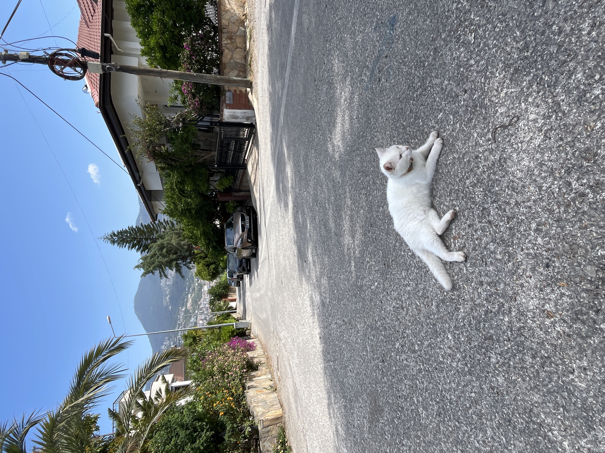 A full-body shot depicts a white cat lying on an asphalt road. The road is bordered on one side by a stone wall with flowering bushes and greenery. On the opposite side, a house with a black metal gate and more greenery can be seen. Several cars are parked further down the road. In the background, a mountain rises up with buildings visible along its slope. The sky is clear and blue. The location is presumed to be Alanya, Turkey.