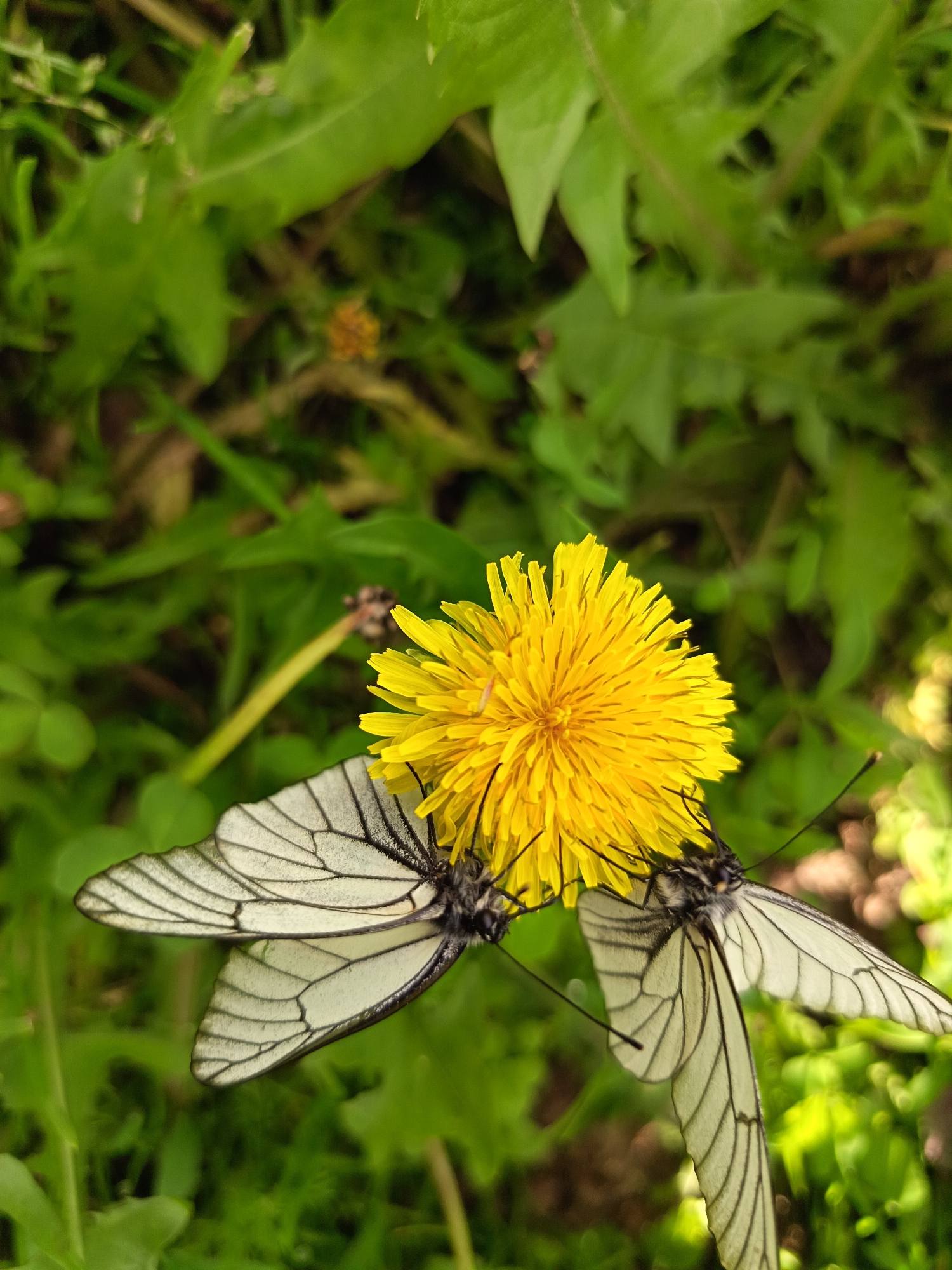 Two white butterflies with black veining on their wings are perched on a bright yellow dandelion flower. The butterflies are positioned on the left and right sides of the flower, with their wings spread open. The background is a blur of green foliage, suggesting an outdoor natural setting, likely in a park or garden within the city of Soloneshnoye, Russia. One butterfly is slightly larger and positioned more prominently on the left, while the other is partially obscured by the flower on the right.