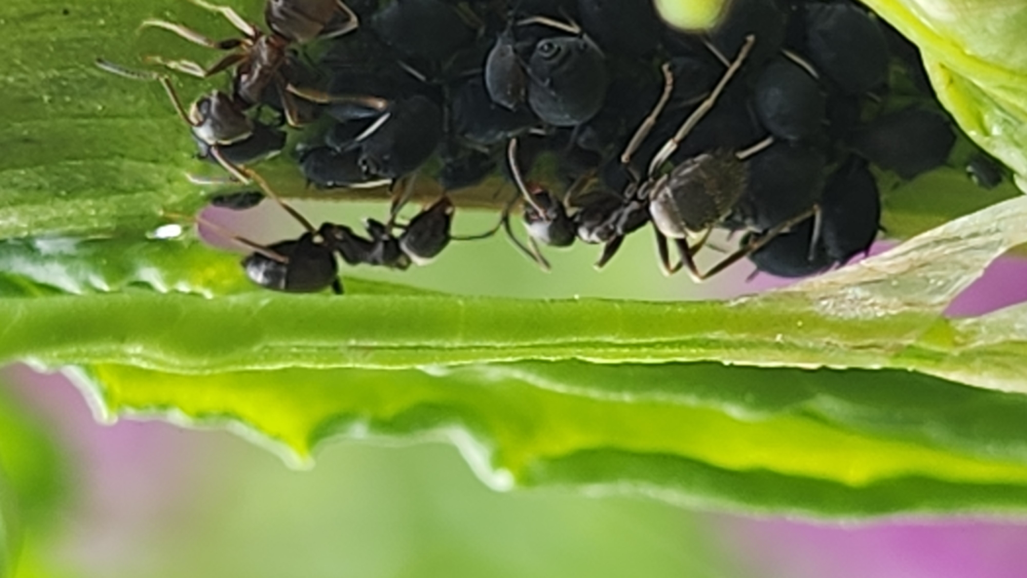 The image shows a group of ants clustered around a colony of black aphids on a green plant. The aphids are densely packed together. The ants are interacting with the aphids, likely feeding on honeydew produced by them. The background is blurred, suggesting a garden or natural environment. There is no information present to indicate the location in Moscow, Russia, or any other geographic information or indications of people present.