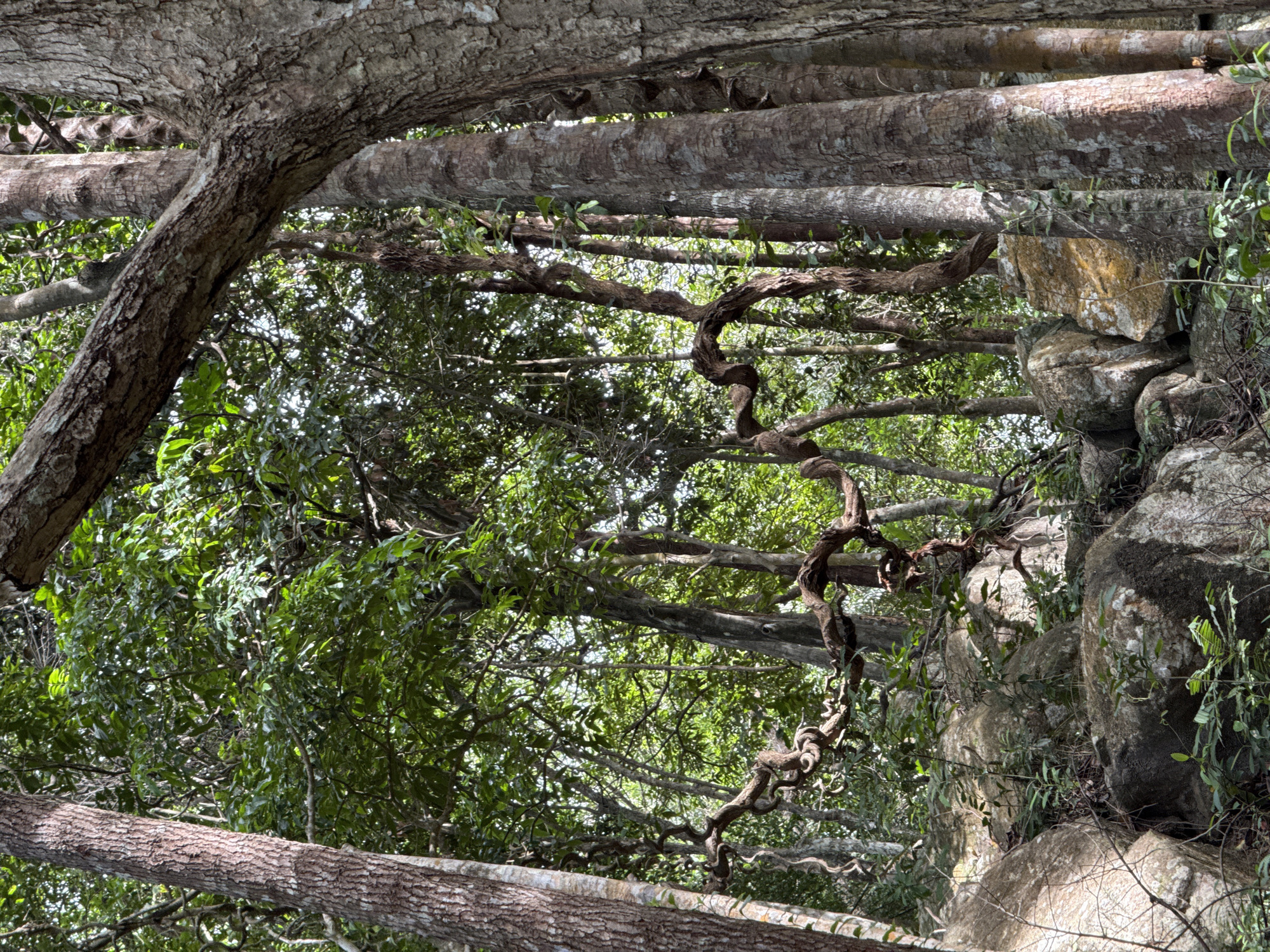 The image depicts a dense, green environment, potentially a forest or jungle setting in Baan Chaloklum, Thailand. Dominating the scene are numerous tree trunks and branches with varied textures and colors. A tangled, twisting vine is prominently featured, adding to the dense, overgrown feel. To the right of the frame are stacked rocks or boulders covered in moss and vegetation. The overall impression is a wild, natural setting.