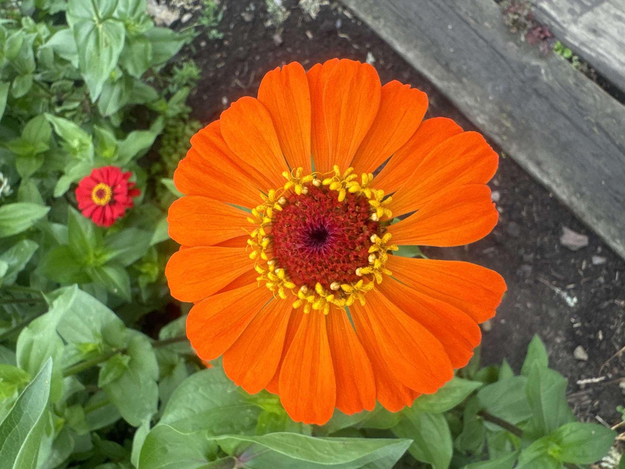 A close-up, top-down shot features a vibrant orange zinnia flower in focus, occupying the majority of the frame. Its petals radiate outwards from a dark red center, surrounded by small, yellow stamen. To the left and behind the large zinnia, lush green foliage is visible, with a smaller red zinnia in the background. The ground is a mix of dark soil and pebbles, with a weathered grey wooden plank running diagonally from the lower right corner. This scene is situated in the city of Maksimovshchina, Russia.