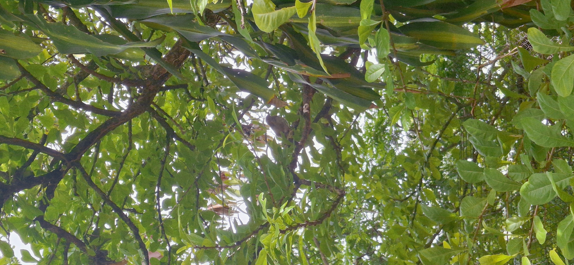 A small, brown bird is perched on a branch in the dense foliage of a tree in Vallecito, Venezuela. The leaves are various shades of green, with some yellowing foliage present. The branches are dark brown and intertwined. Sunlight filters through the leaves, creating a dappled effect. The overall impression is one of a natural, outdoor setting, likely a garden or park, in a tropical or subtropical environment. The image appears to be taken from a low angle, looking up into the tree.