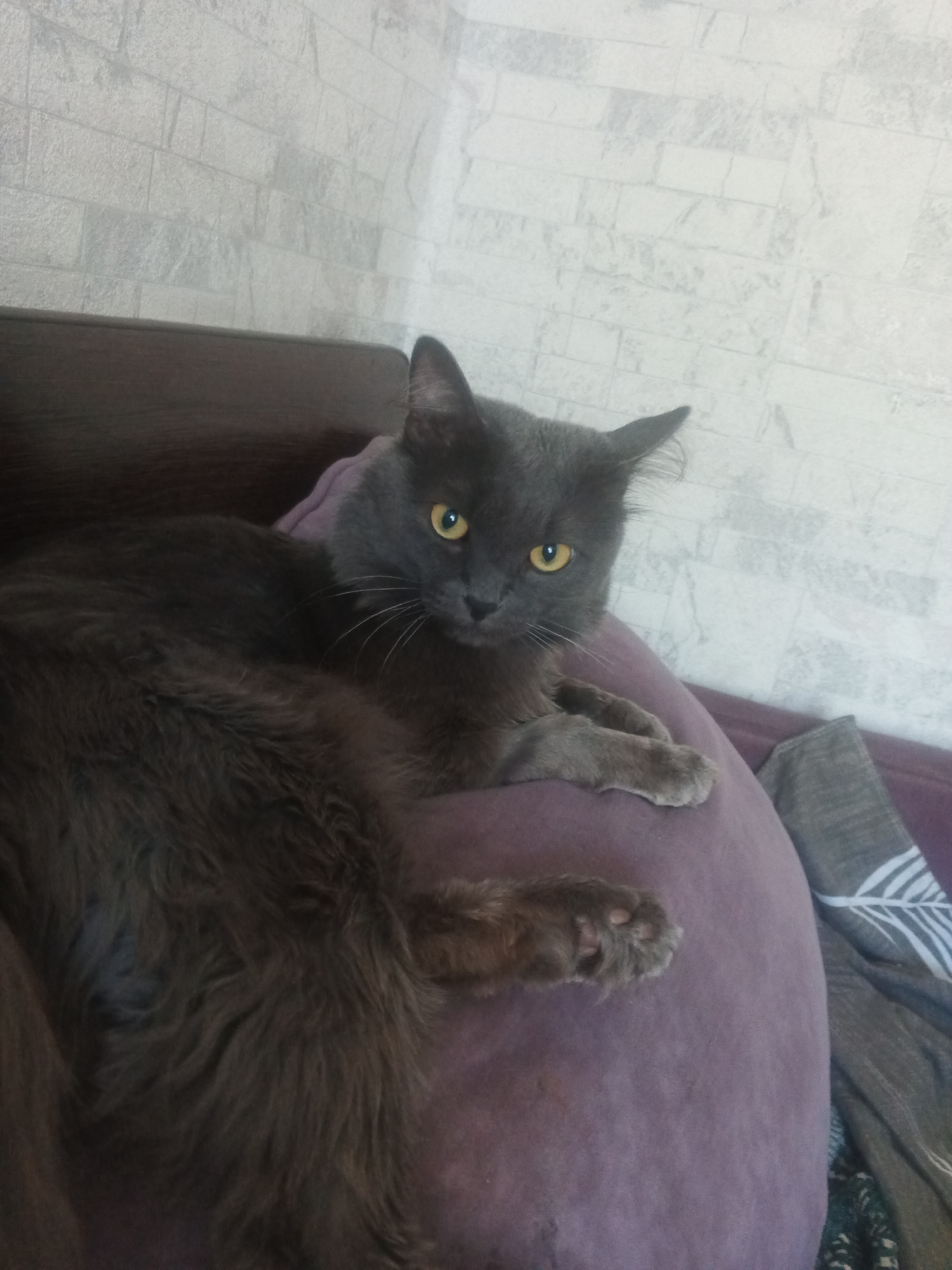 A long-haired, dark gray cat with yellow eyes is lying on a purple pillow on a couch. The cat is positioned on the right side of the frame, with its head turned towards the camera. Its body extends to the left, covering a significant portion of the pillow. To the right of the pillow, a gray blanket with a white leaf pattern is visible. The background consists of a light gray brick-patterned wallpaper and a dark brown couch. The image is taken indoors, likely in a residential setting in Biysk, Russia.