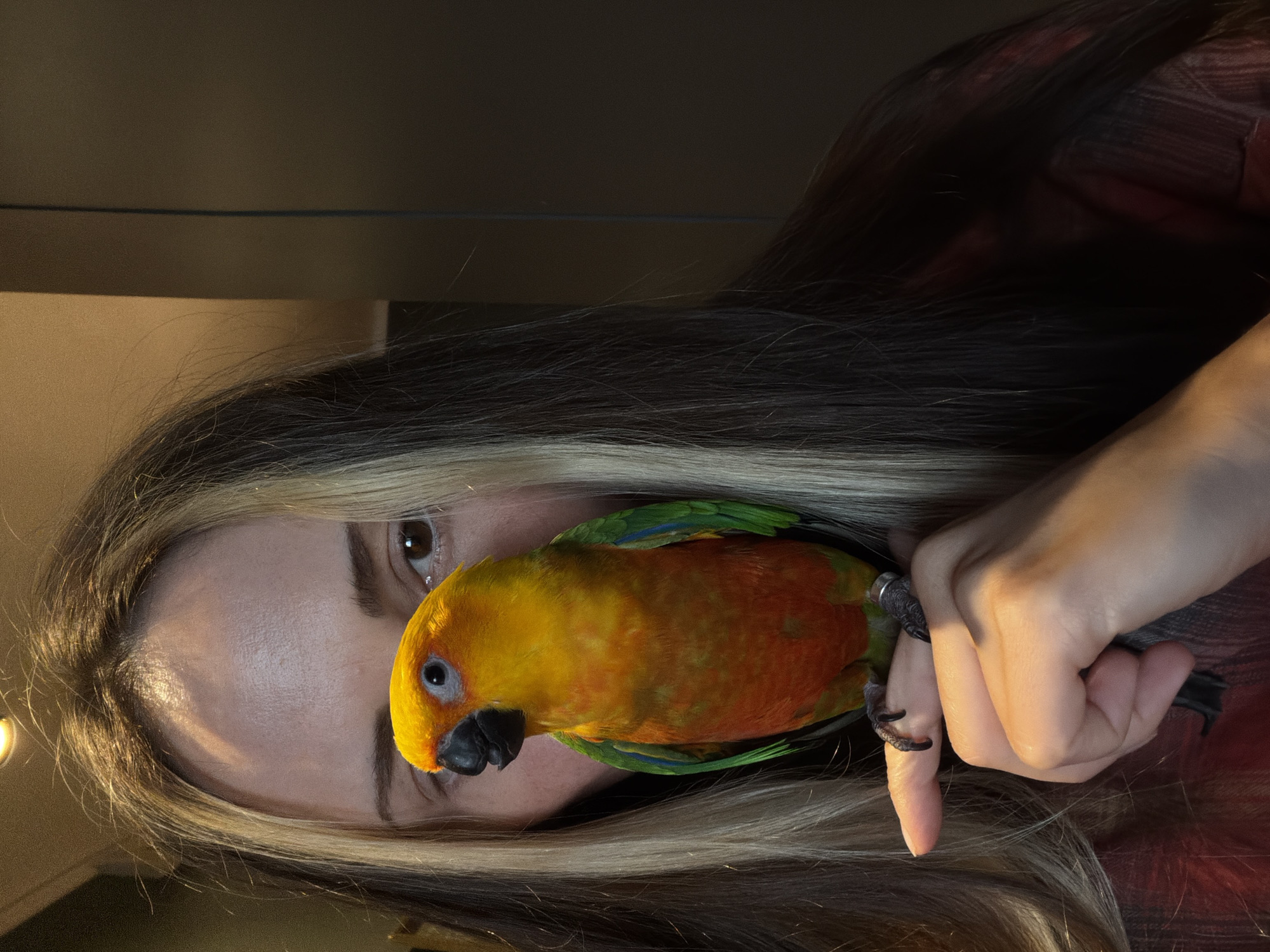 A person's face is partially obscured by their long, dark hair with blonde streaks. Their eyes are visible, and they are looking towards the left of the frame. A colorful Sun Conure parrot is perched on the person's index finger. The parrot has bright yellow and orange feathers on its head and chest, with green and blue feathers on its wings. The person's hand is visible, with the parrot's feet gripping their finger. The background is a dark, out-of-focus interior, possibly a room. The image appears to be taken indoors. There is no discernible information about the location being in Khimki, Russia.