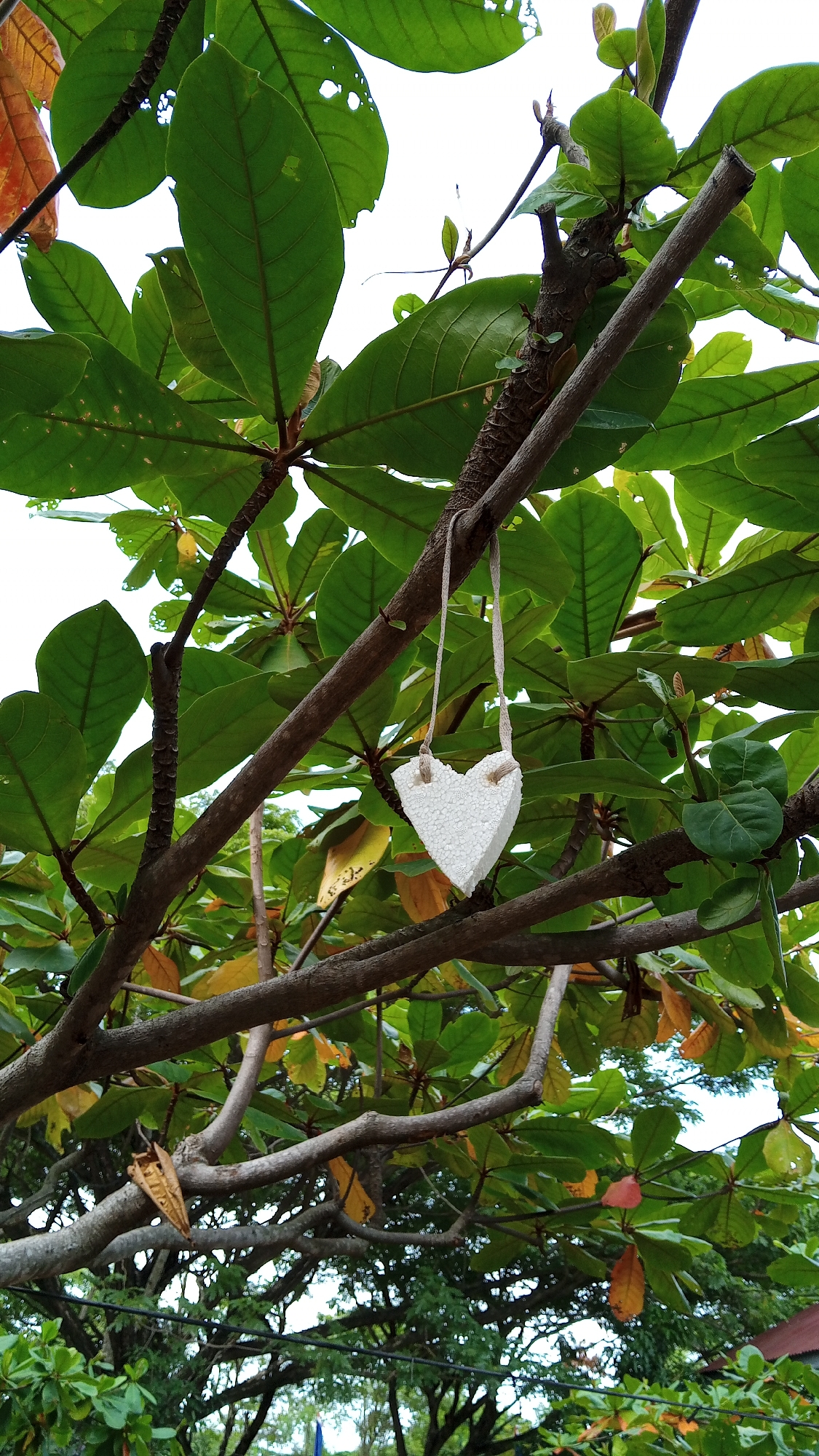 The image shows a close-up view of a tree branch with green and yellowing leaves, likely in Bireuen, Indonesia. A small, white, heart-shaped object hangs from the branch by a light-colored string. The object appears to be made of a textured material, possibly foam or paper. The background consists of more foliage and a bright sky, with hints of other trees and structures visible in the distance. The scene is outdoors and appears to be during the daytime.