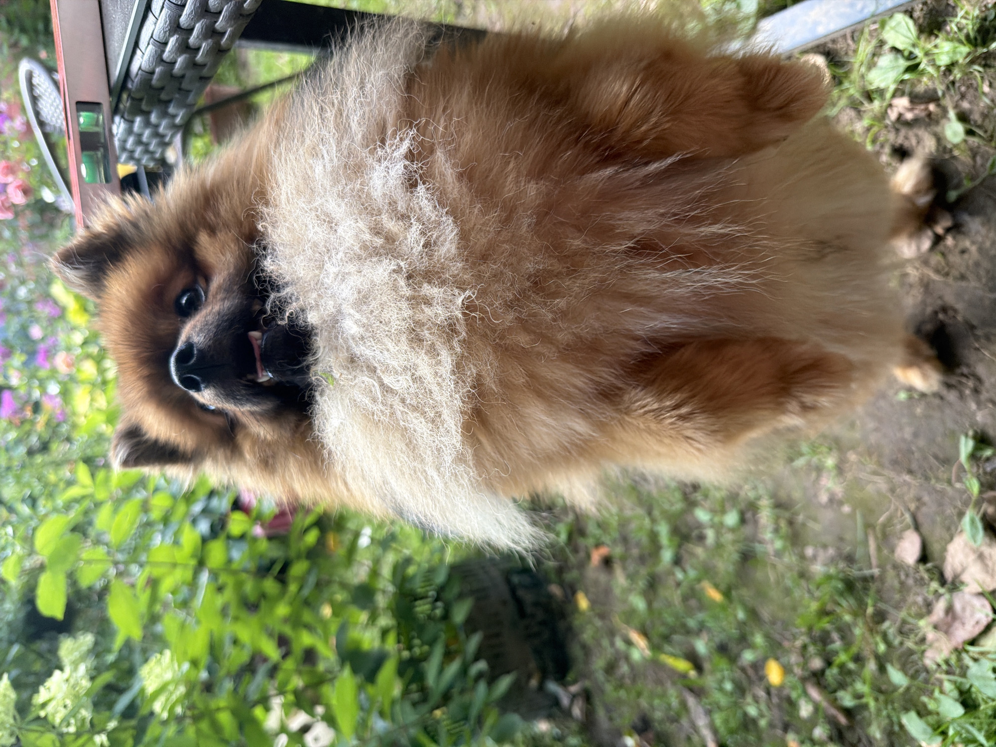 In Маяк Снт (дарна), Russia, a Pomeranian dog stands on its hind legs in a garden. The dog has fluffy, tan fur and its mouth is open. Behind the dog, green foliage and pink flowers are visible, suggesting a summer day. A table with a wicker surface is to the right of the dog, and a level rests on top of it. The ground is covered with grass and fallen leaves.