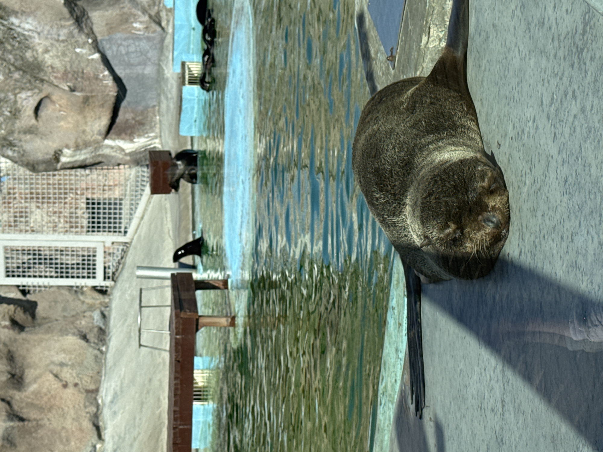 The image depicts an outdoor enclosure for seals, possibly at the Udmurt State Zoo in Izhevsk, Russia. In the foreground, a dark-furred seal is lying on a concrete surface, appearing to be asleep with its head resting down. Its flipper is extended to the left, casting a shadow. In the background, there is a pool of green water with a lighter blue area. Several other seals are visible in the water, some with their heads above the surface. Structures made of wood and metal are present near the water's edge. The enclosure is surrounded by artificial rock formations and a metal fence.