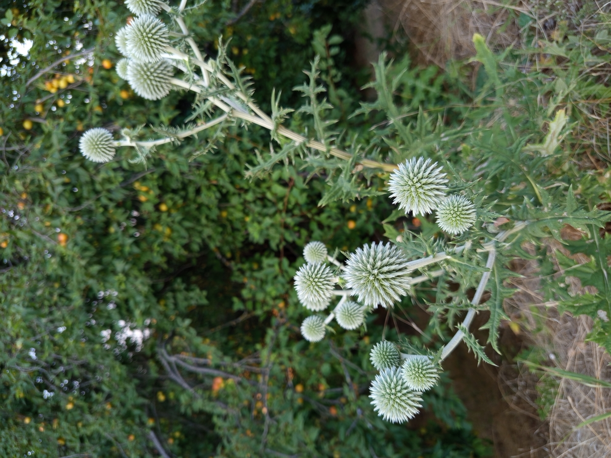 A detailed, forensic, matter-of-fact description of the scene:
The image depicts a close-up, eye-level view of a plant with spiky, globe-shaped seed heads, likely in a natural or semi-wild setting. The plant has a central, thorny stalk with multiple silvery-green flower heads branching off. Some of these flower heads are larger and more developed, while others are smaller and appear to be in earlier stages of development. The leaves of the plant are deeply lobed and covered in sharp spines.
In the background, a dense, green foliage with small yellow and orange fruits is visible, suggesting the plant is growing near a tree or shrub bearing fruit. The lighting is natural, with a slightly diffused quality, indicating it might be overcast or late in the day. The foreground consists of dry grass and some green blades, typical of a ground cover in a rural or park-like environment. The overall impression is one of a wild plant in its natural habitat. The image does not contain any people, actions, or interactions. The location is not specified to be Mereneshty, Moldova, but the description is purely observational and factual based on the visual content.