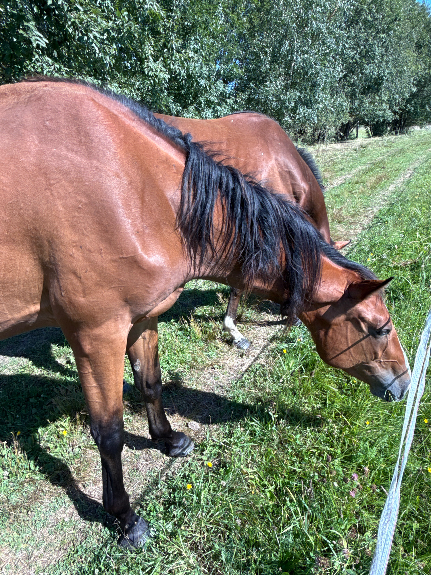 The image captures a sunny outdoor scene in Galinė, Lithuania, featuring two brown horses grazing in a grassy field. The horse in the foreground, a chestnut brown with a dark mane and tail, is positioned closer to the viewer, its head lowered to the ground, indicating it is actively eating. Its body is angled to the left, with its front legs visible and casting a shadow on the grass. The horse behind it is partially visible, also appearing to be grazing. The environment is characterized by lush green grass, dotted with small yellow wildflowers. In the background, a dense line of trees with vibrant green foliage forms a backdrop, suggesting a rural or park-like setting. A white fence, possibly electric, runs along the right edge of the frame, separating the horses from the viewer. The lighting suggests it is midday, with clear skies and bright sunshine illuminating the scene and creating distinct shadows.