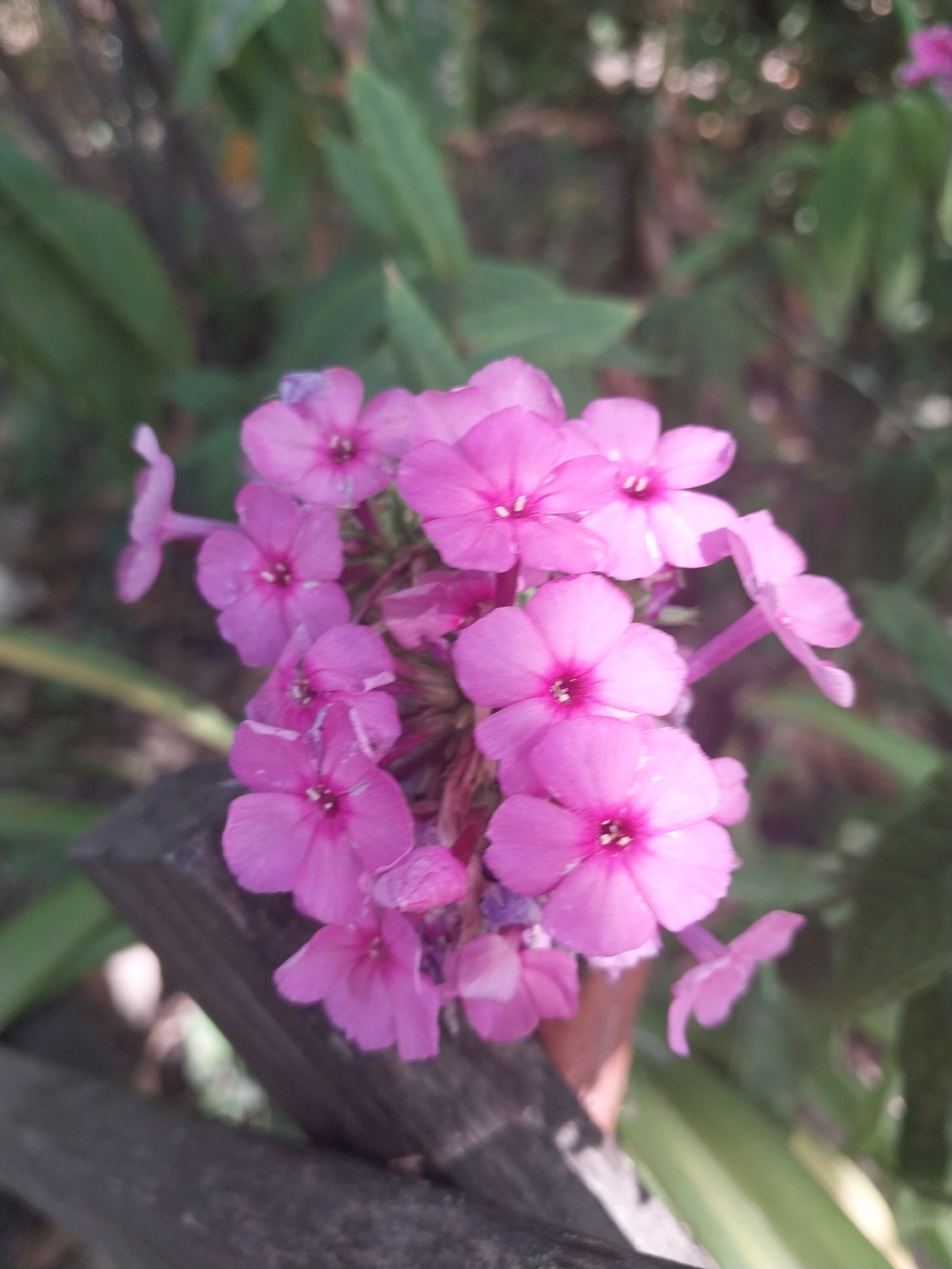 A cluster of bright pink phlox flowers is in focus in the foreground of this outdoor image, with a dark wooden post or beam on the left. The flowers are small, with five petals each and a darker pink center. Some of the flowers are in full bloom, while others are still buds. The background is blurred and consists of green foliage and dappled sunlight, suggesting a garden setting. The overall impression is one of natural beauty and tranquility. This image was taken in Dnipro, Ukraine.