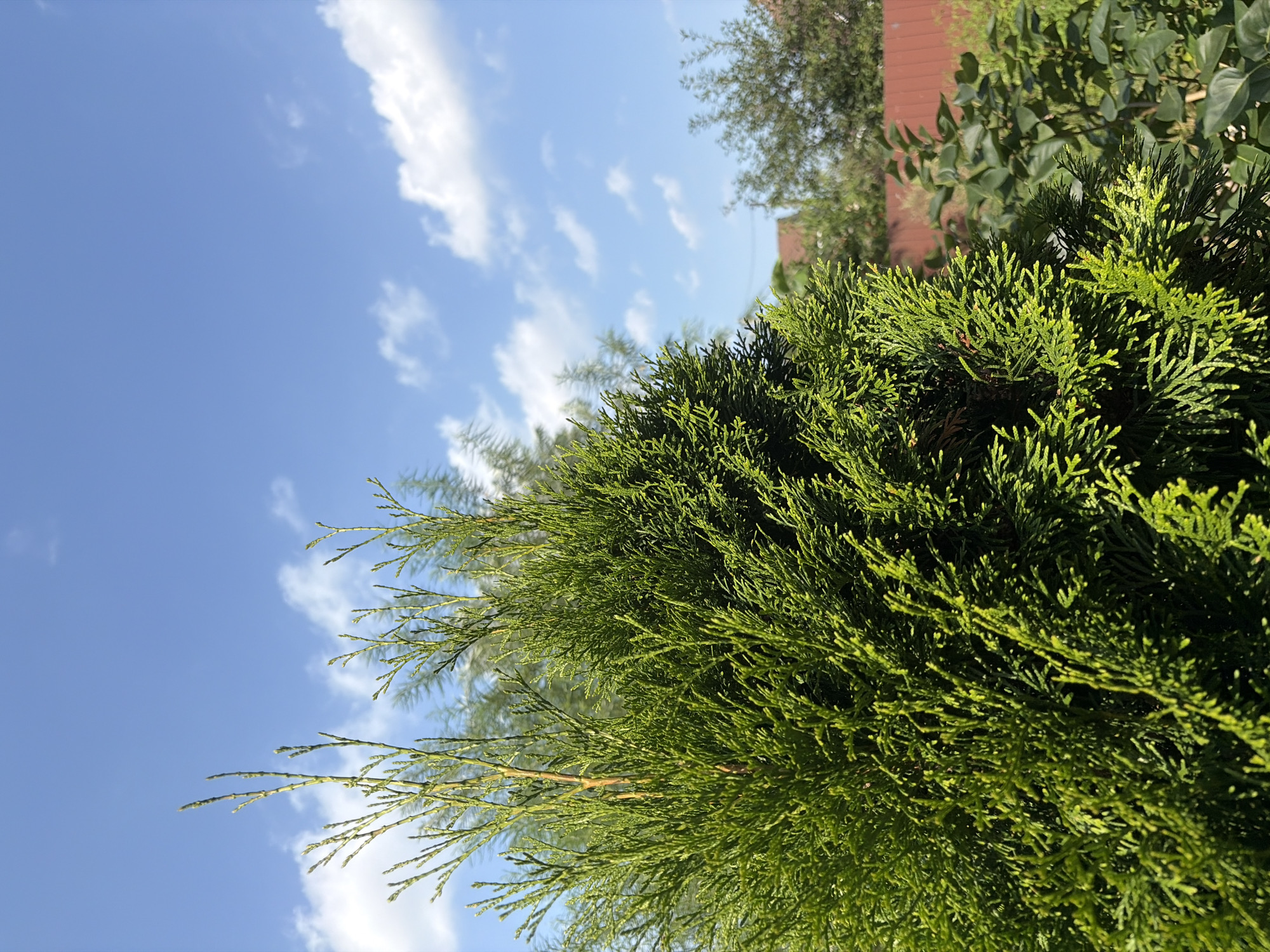 A close-up shot focuses on the dense, bright green foliage of a conifer tree against a clear blue sky dotted with fluffy white clouds. The tree's branches are layered and feathery, with some lighter green, newer growth tips extending upwards. In the background, slightly out of focus, are more trees, a reddish-brown fence, and what appears to be a building roof. The lighting suggests it is daytime, with sunlight casting shadows on the lower parts of the foliage. The image is devoid of any human presence or activity.