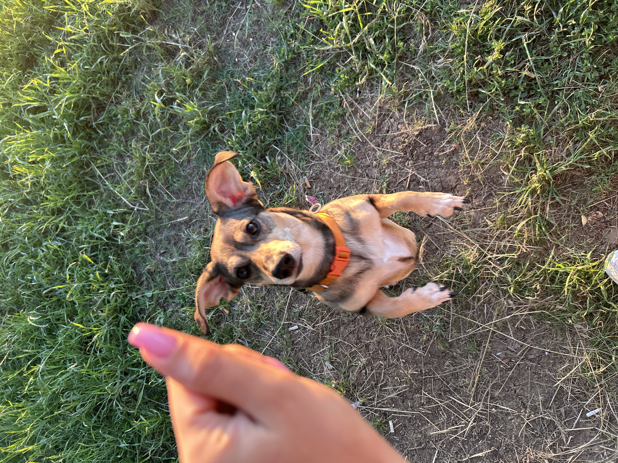 A high-angle, outdoor shot shows a small dog with tan and black fur lying on dry grass and dirt. The dog, wearing an orange collar, looks up at the camera with an excited expression. Its ears are perked, and its mouth is slightly open. In the foreground, a person's hand with a pink-polished fingernail is visible, reaching towards the dog. The setting appears to be a park or a field, with sunlight casting a warm glow on the grass, suggesting it is either early morning or late afternoon. The ground is a mixture of dry grass, dirt, and a few small twigs. The overall mood is playful and affectionate. There is no visible text in the image.