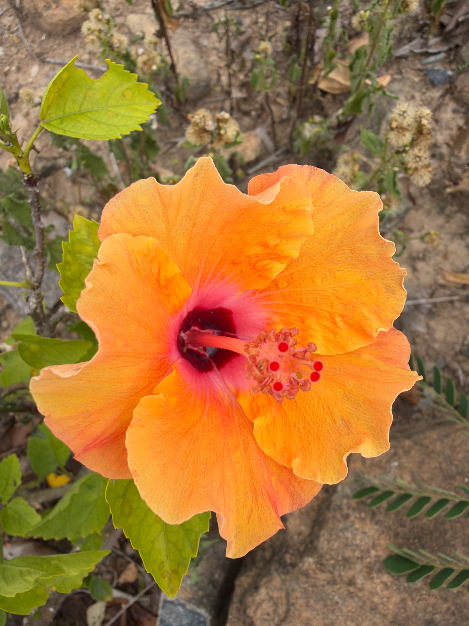 A close-up, high-angle shot captures a vibrant orange hibiscus flower in full bloom. The flower dominates the frame, with its delicate, ruffled petals unfurling outwards. A deep pink or magenta center transitions to a dark burgundy at the base of the petals. The stamen, tipped with bright red anthers, protrudes from the center. To the left of the flower, a bright green hibiscus leaf with a serrated edge is visible. The background is a blur of dry earth, small dried plants, and scattered gray rocks, suggesting an outdoor environment in a somewhat arid or unkempt location. There are no people or animals present in the image. The scene is likely located in Nha Trang, Vietnam, given the context provided, and could be a garden, park, or natural area within the city.