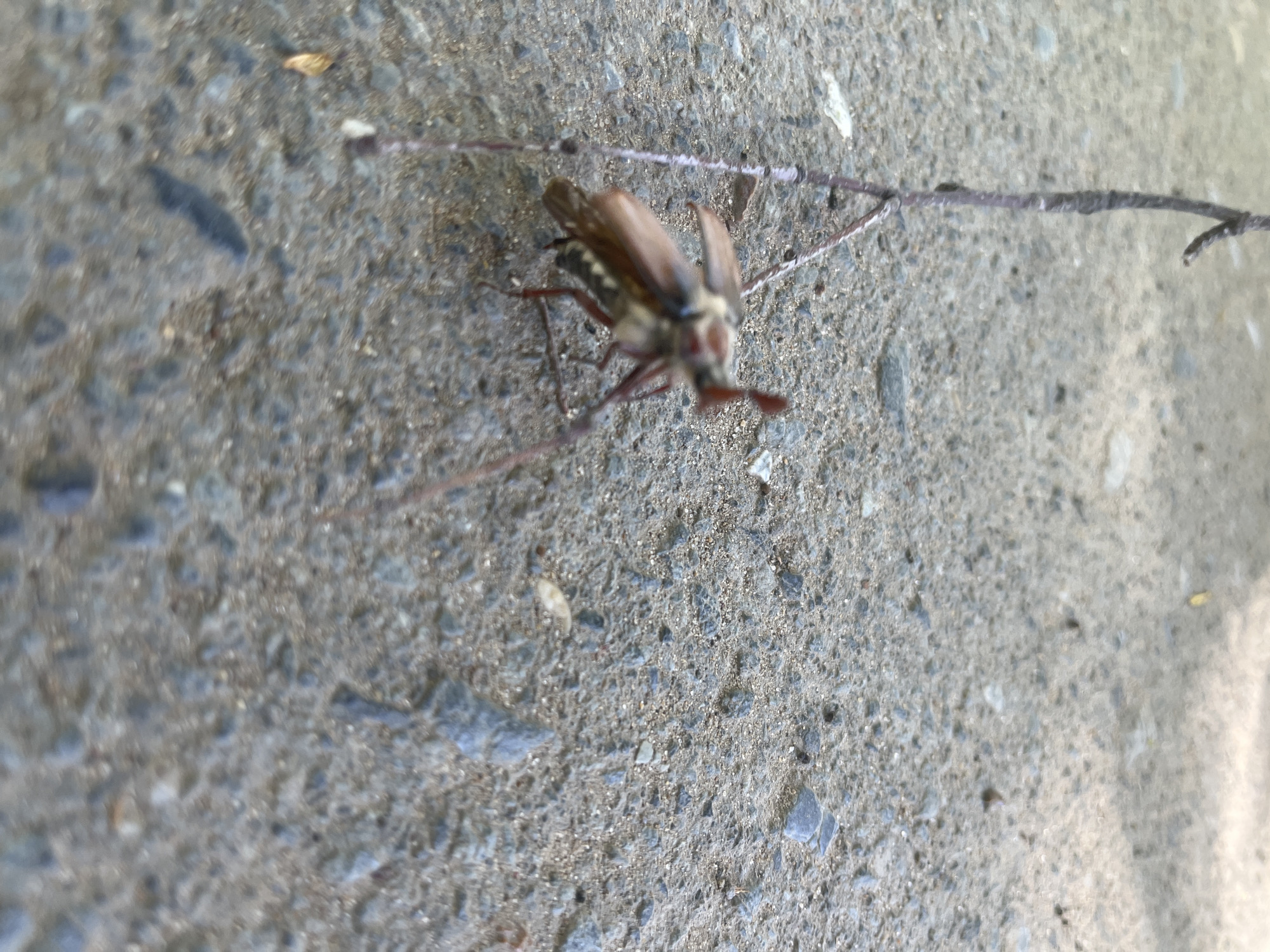 A Cockchafer beetle rests on rough, gray concrete near a thin, dry twig. The beetle has brown wing covers and a striped abdomen. The scene appears to be at ground level, in daylight.