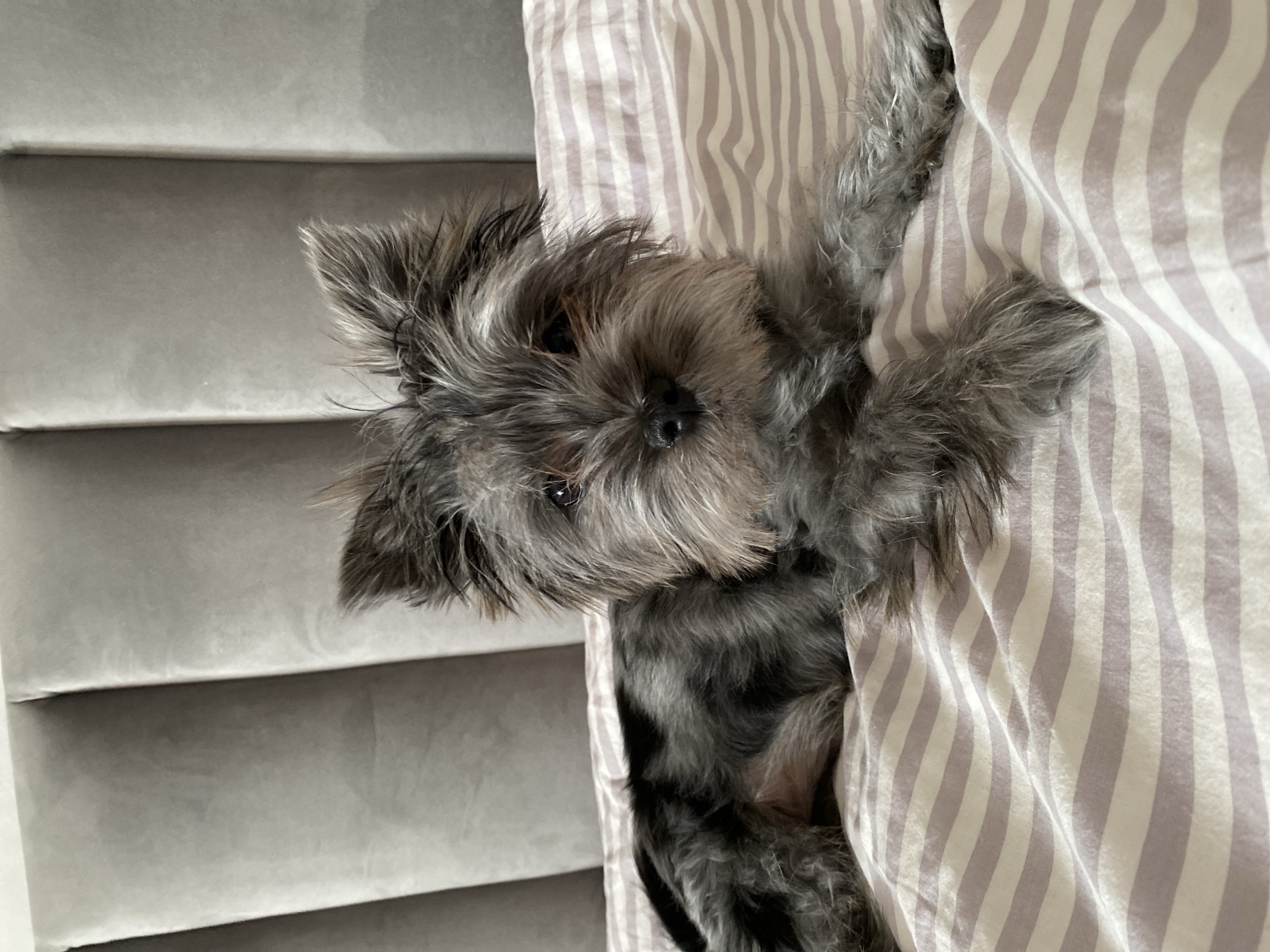 A small, gray, furry dog is snuggled in a bed. The dog's head is resting on a striped pillow or blanket with light purple and white stripes. A light gray, vertically textured wall or headboard is visible to the left of the dog. The location is not discernible from the image provided.