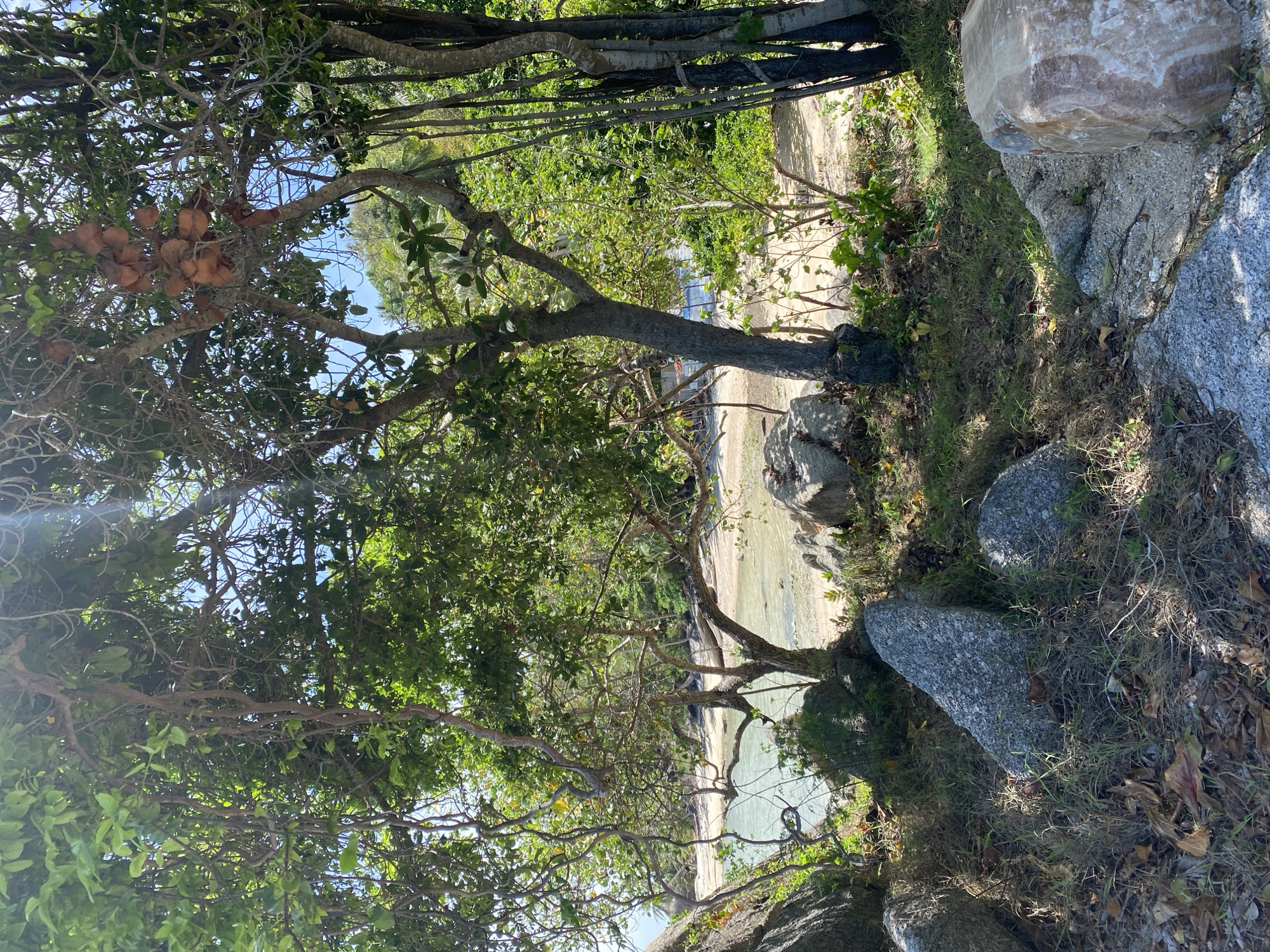 Captured in Ban Haad Rin, Thailand, the image presents a view through trees and foliage towards a beach. The foreground is characterized by dense vegetation, tree branches, and rocks. A cluster of brown, spherical objects hangs from a tree branch on the left. The middle ground reveals a sandy beach and shallow water, with additional vegetation visible. The background features a distant shore and hints of buildings. The scene is lit by natural daylight.