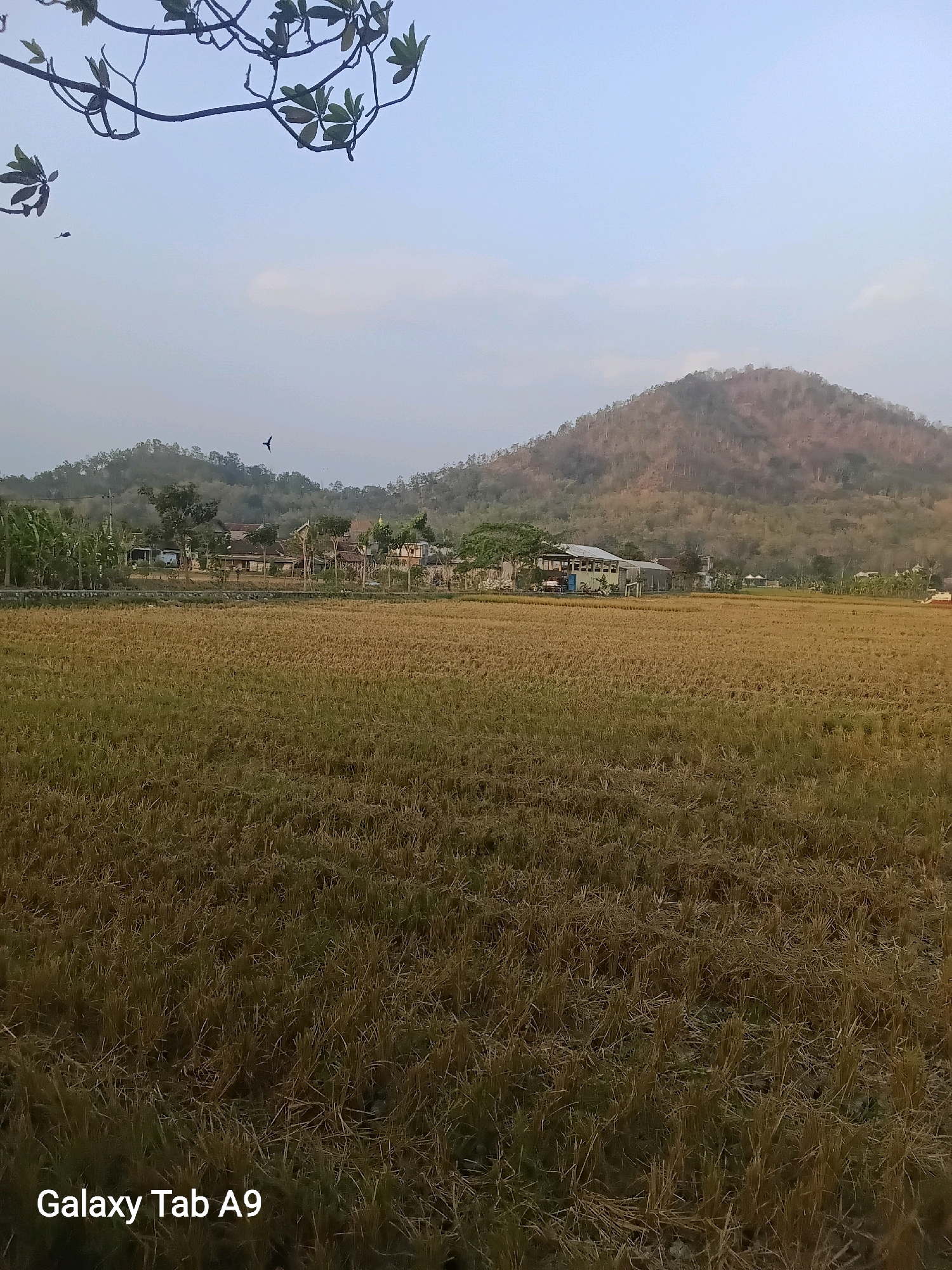 This is a landscape photograph taken in the rural area of Kelutan, Indonesia. The foreground is dominated by a harvested rice field, with dried stubble covering the ground. In the middle ground, there is a collection of buildings, possibly houses and a small structure resembling a barn or warehouse, with a road running in front of them. Several trees, including some banana trees, are visible among the buildings. The background features rolling hills covered in dry vegetation and scattered trees, with a larger, more barren hill dominating the center-right of the frame. The sky is a pale blue, with some wispy clouds. A branch with green leaves hangs from the top left corner of the image. Two birds are visible in flight against the sky, one in the upper left and another in the middle distance. The watermark "Galaxy Tab A9" is present in the bottom left corner.