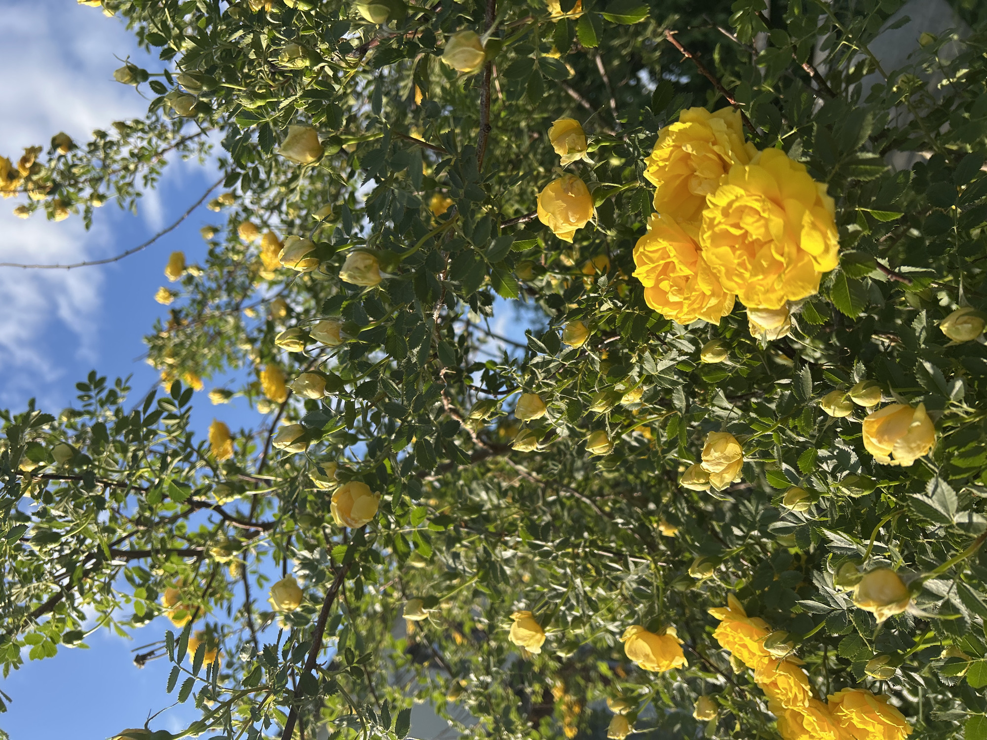 A close-up, low-angle shot captures a vibrant bush of yellow roses against a bright blue sky with scattered white clouds. The roses are in various stages of bloom, with many fully open blossoms and numerous buds. The petals are a rich, sunny yellow, some appearing slightly ruffled. Green leaves and thorny stems form a dense backdrop, suggesting a garden setting. The sunlight illuminates the flowers, creating highlights and shadows. The image appears to be taken outdoors in a location likely within the city of Fokino, Russia, given the context provided, though specific landmarks or urban features are not visible. The focus is entirely on the natural beauty of the blooming rose bush.