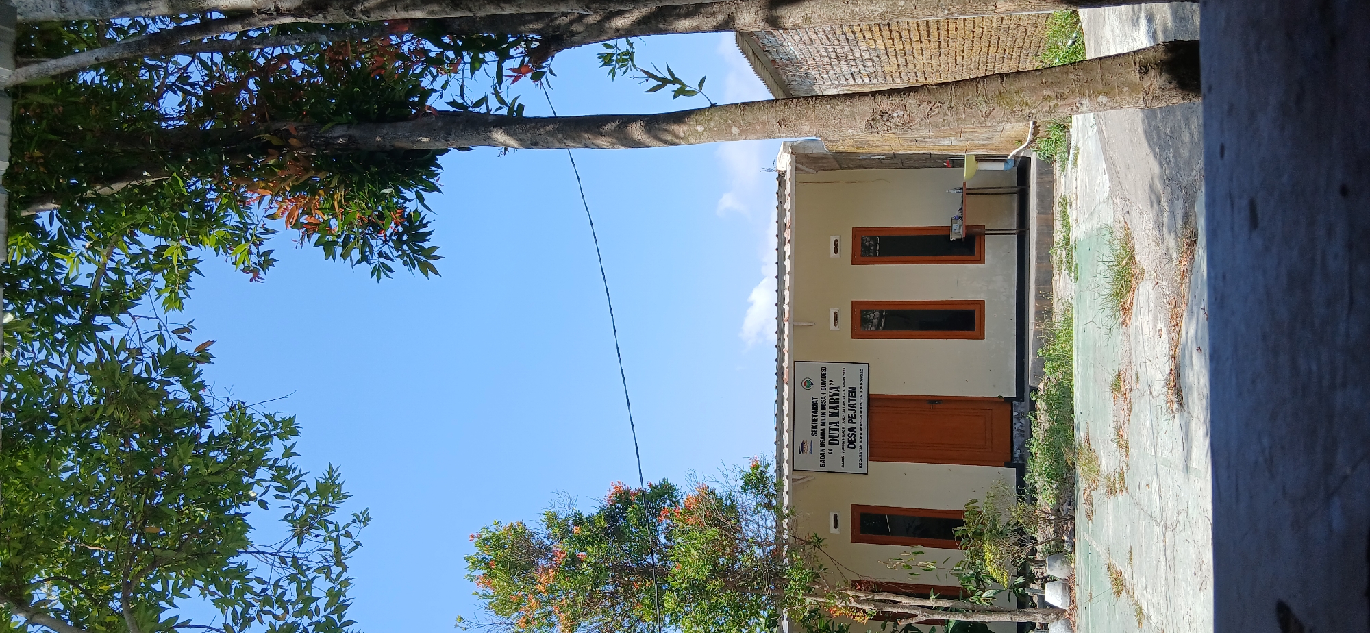A building with a white facade and a brown door is visible in the center of the image. A sign above the door reads "SEKRETARIAT BADAN USAHA MILIK DESA (BUMDES) DUTA KARYA DESA PEJATEN KECAMATAN BONDOWOSO-KABUPATEN BONDOWOSO". The building has several rectangular windows with brown frames. Green trees with some orange-red foliage are present in the foreground and left side of the image, with their leaves and branches partially obscuring the sky. The sky is clear and blue. A brick wall is visible on the right side of the building. The ground in front of the building is paved with concrete, with patches of grass and dry leaves. A table with what appears to be a sink and some objects is positioned to the right of the building. The overall scene suggests an outdoor view of a village office in Pejaten, Indonesia.