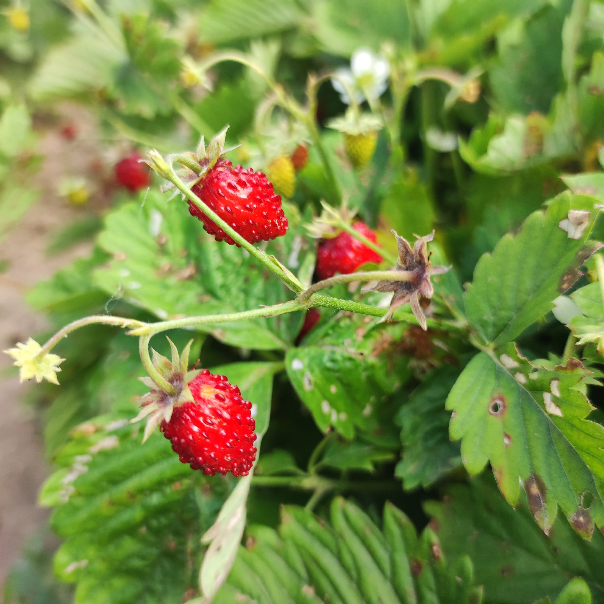 In the city of Navoloki, Russia, this close-up shot captures a cluster of wild strawberries on a plant. The foreground is dominated by a bright red strawberry, its surface dotted with small seeds, hanging from a thin green stem. Another ripe strawberry is visible to the left, also on a stem, and further back, a few unripe yellow berries and a white flower can be seen. The leaves of the strawberry plant are a vibrant green, some showing signs of wear or damage with brown spots and holes. The background is blurred, suggesting a natural, outdoor setting such as a garden or field. The lighting is natural, illuminating the scene with soft, diffused light. No people or animals are present in the image.