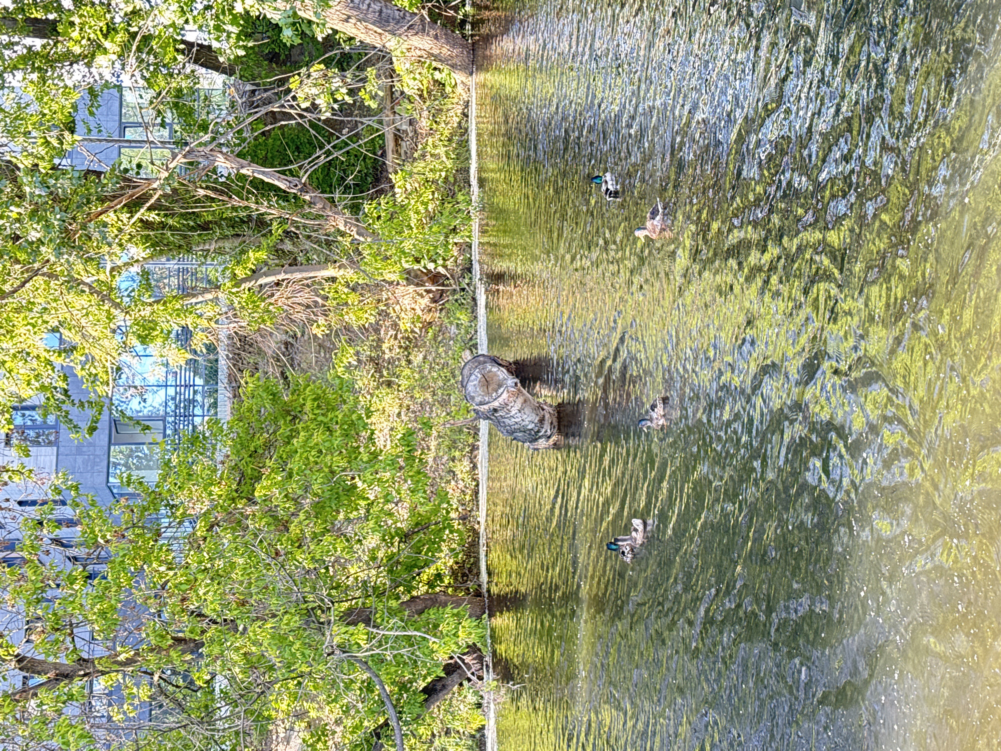 A body of water, likely a canal or river, flows through a park in Saint Petersburg, Russia. The water is calm with gentle ripples reflecting the surrounding trees and a modern building in the background. Several ducks are swimming in the water. On the right side of the image, a large fallen tree trunk is partially submerged. The trees are lush and green, indicating it is likely springtime or summer. The building in the background has large glass windows.