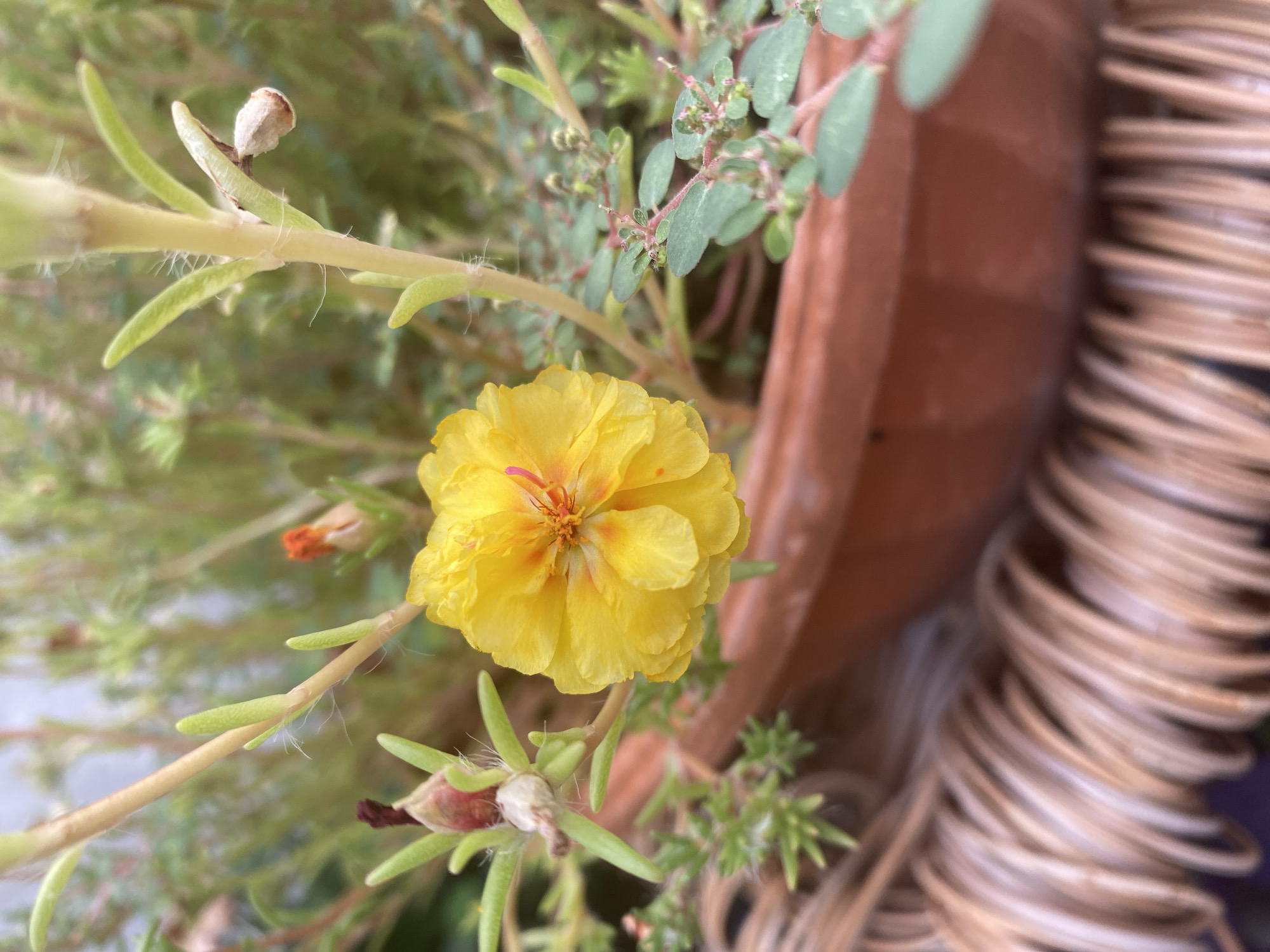 A close-up, eye-level shot focuses on a vibrant yellow portulaca flower in bloom, centered in the frame. The flower, with its layered petals and hints of orange and pink at its core, is positioned within a terracotta pot. The pot itself rests on a textured, woven surface, likely a basket or mat, which occupies the lower portion of the image. Surrounding the flower are the plant's green stems and smaller buds, some appearing dried or unfurling. The background is softly blurred, suggesting other greenery and a bright, possibly outdoor, environment. The scene is set in Sutomore, Montenegro.