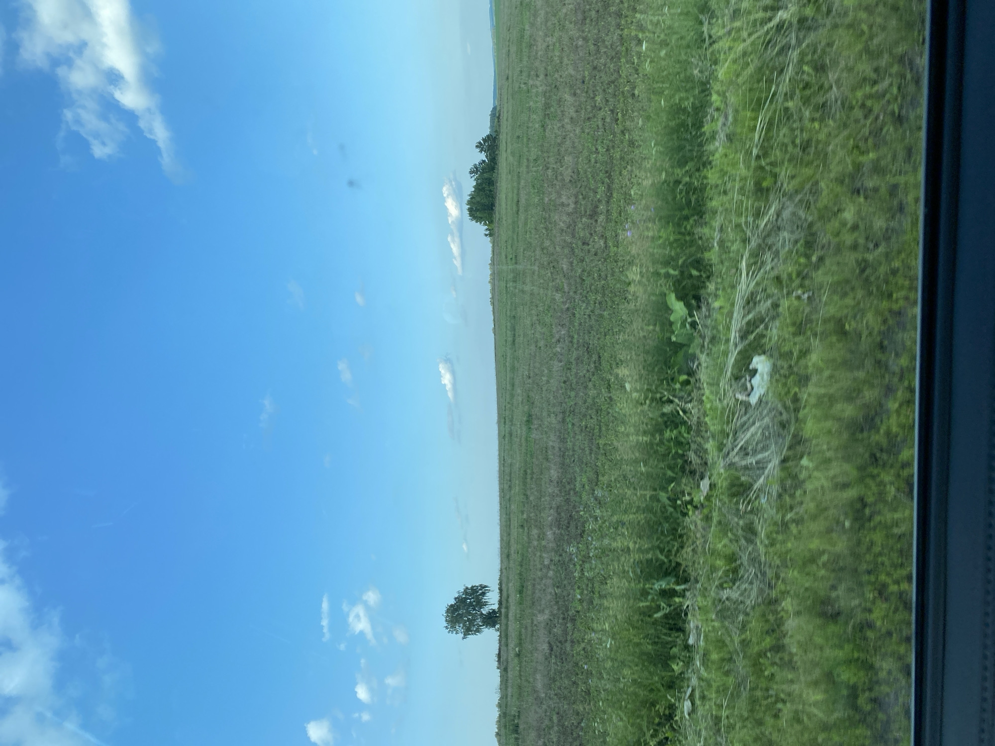 The image shows a wide, open field under a bright blue sky with scattered white clouds. The field is covered in green grass and some patches of darker, dry vegetation. In the distance, a solitary, large tree stands on the left side of the frame, and a cluster of trees is visible further to the right. The horizon line is low, with the sky occupying the majority of the image. The foreground shows a blurred section of green vegetation, suggesting the photo was taken from a moving vehicle. The scene appears to be a rural landscape, likely in or near the city of Bol'shoe Koshaevo, Russia, given the context.